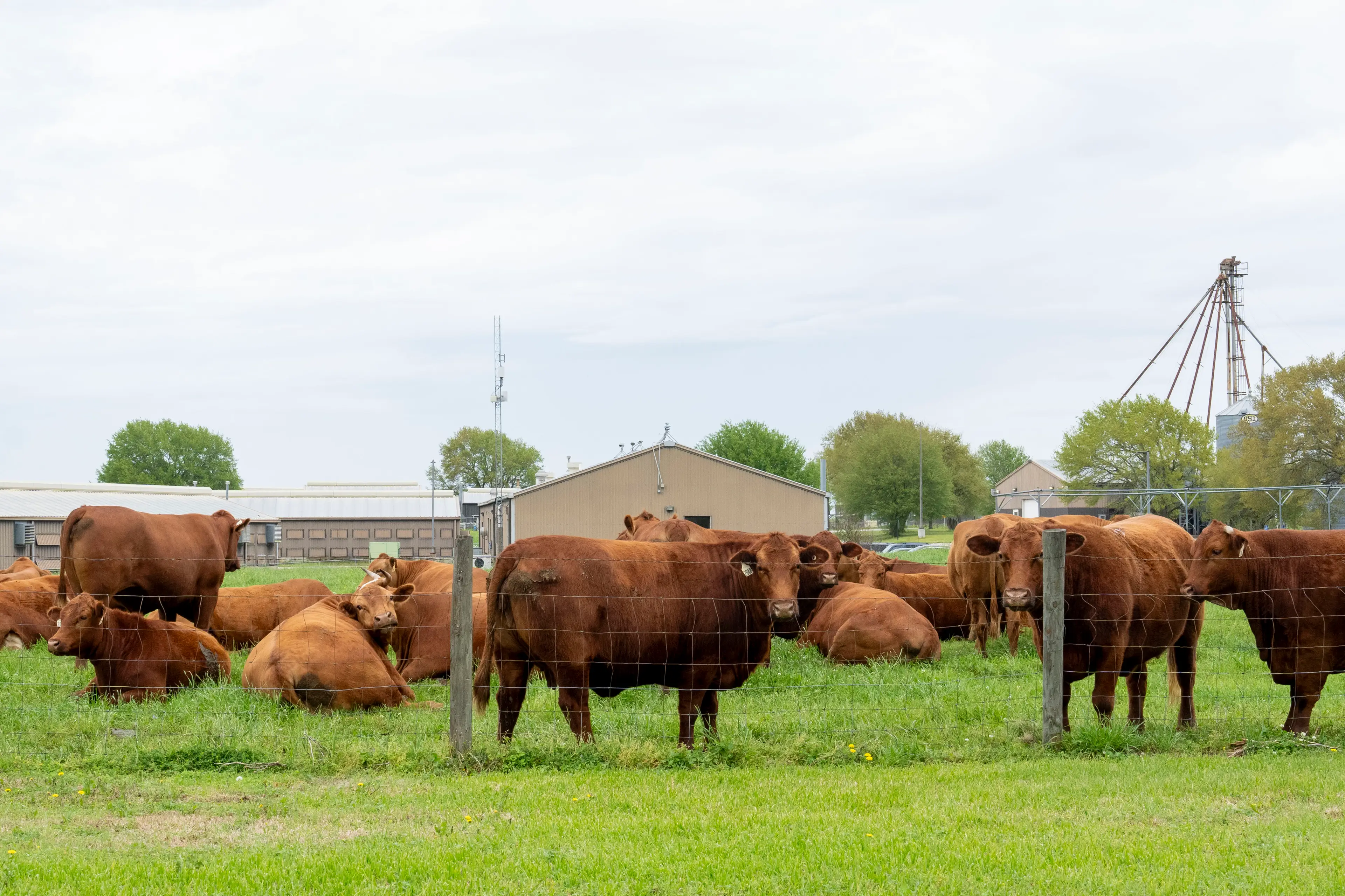 Texas is famous for its beef industry (Houston Chronicle/Hearst Newspapers / Contributor/Getty Images)