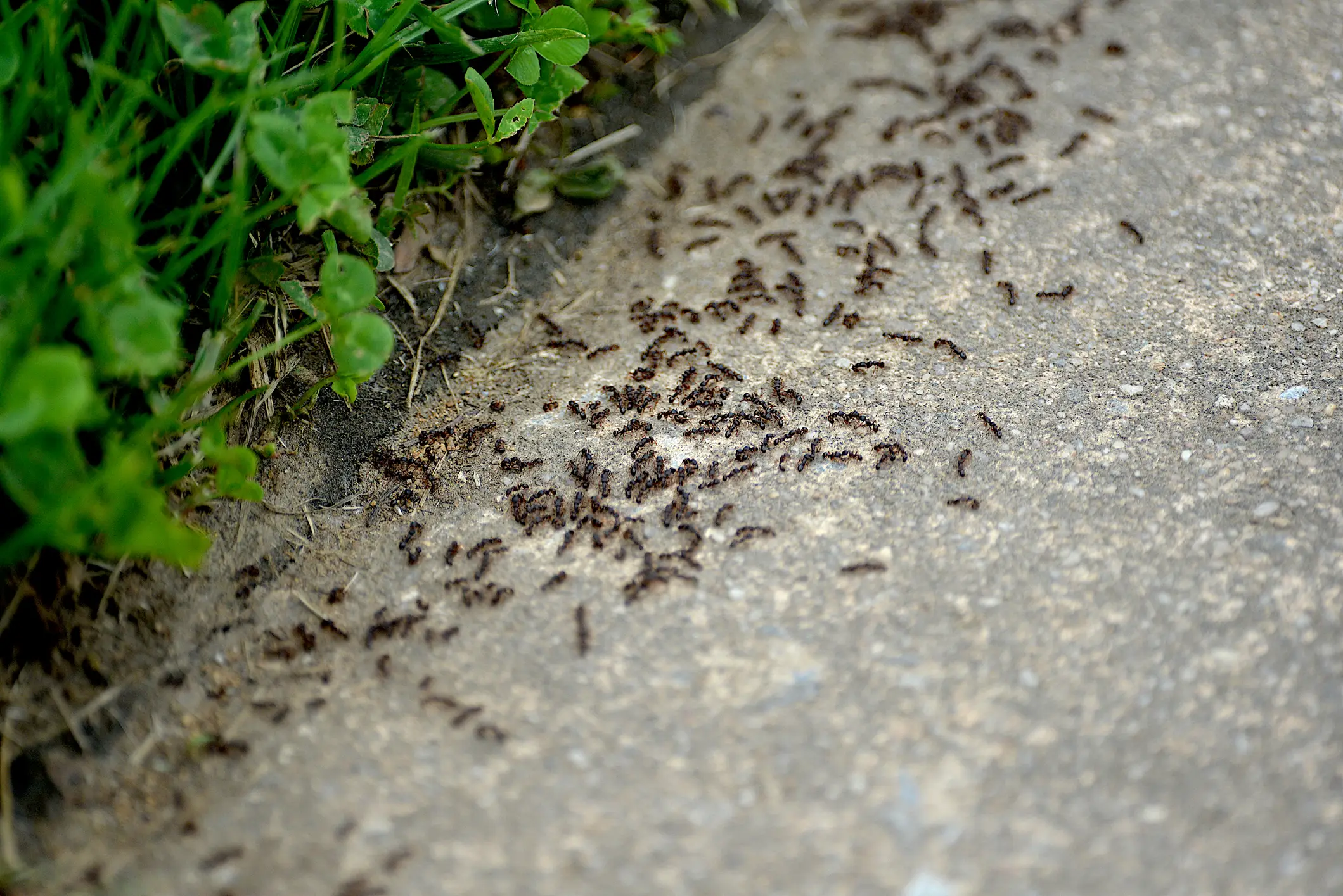 Diners who weren't keen on ants could swap them for fermented vinegar or edible flowers. (