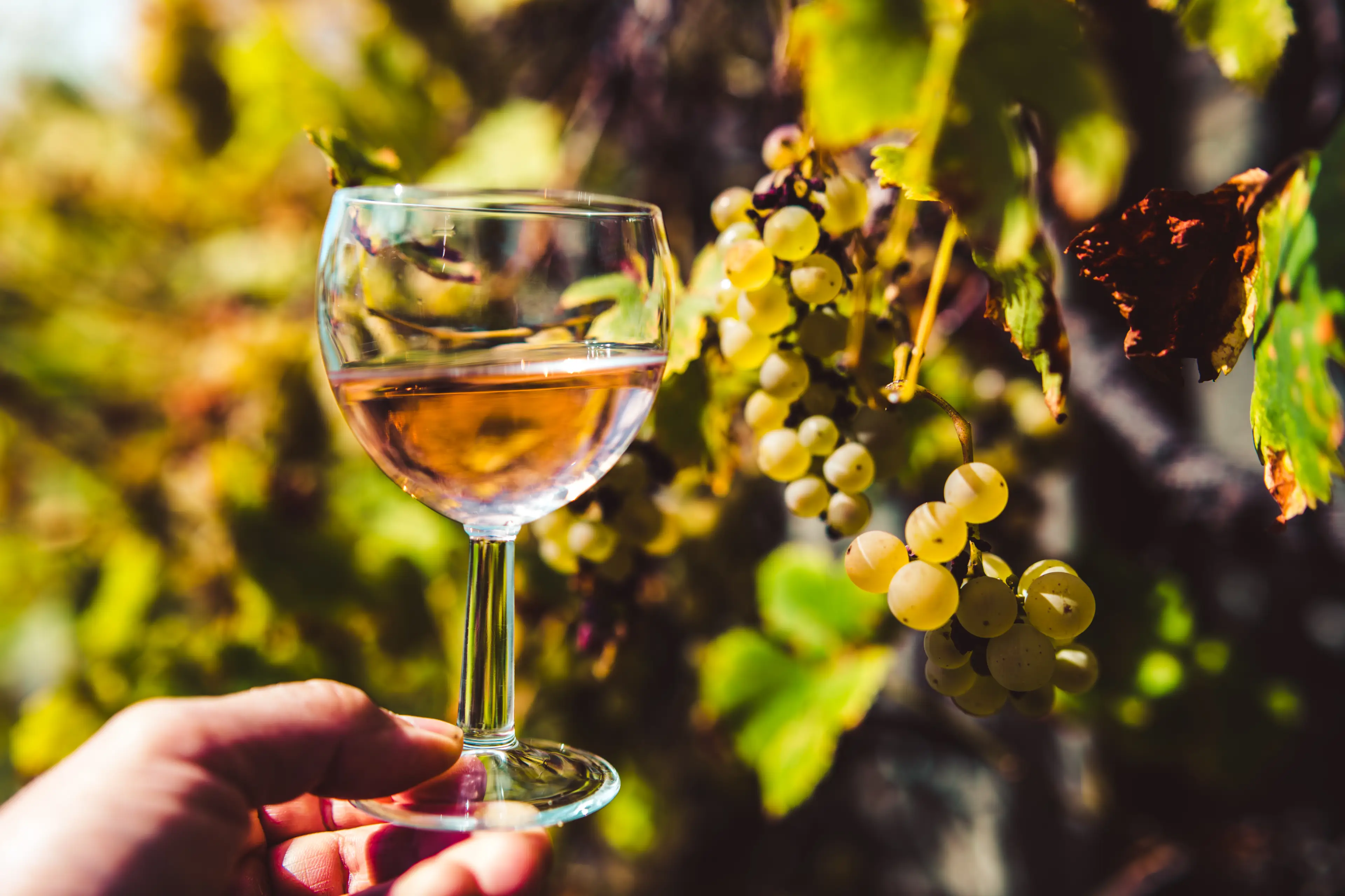 Preservatives used in the winemaking process may cause an uptick in cancer risk, according to experts (Getty Stock Image)