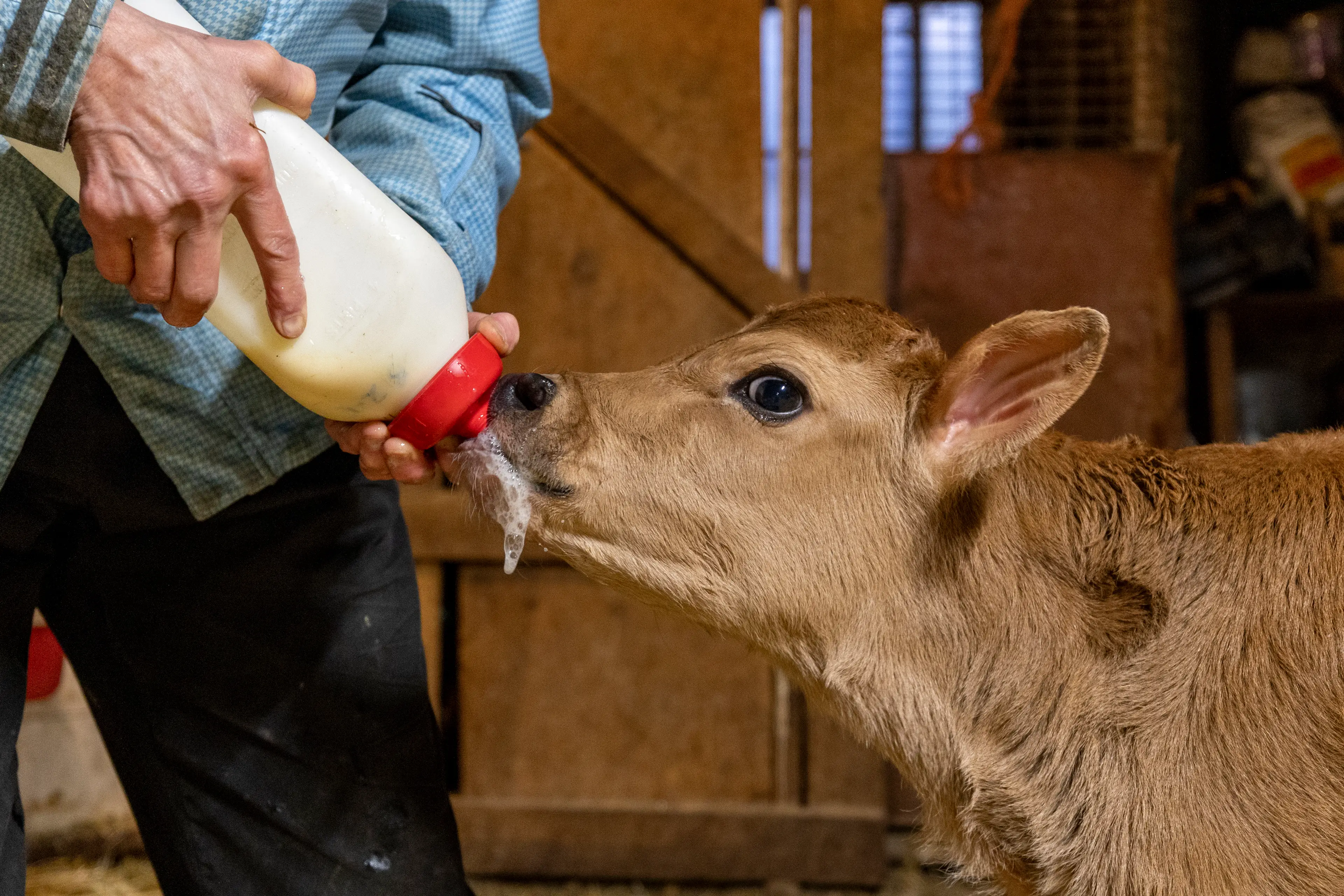 Raw milk can be purchased under the label of 'pet food' and is usually fed to calves (Natalie Behring/Contributor/Getty)