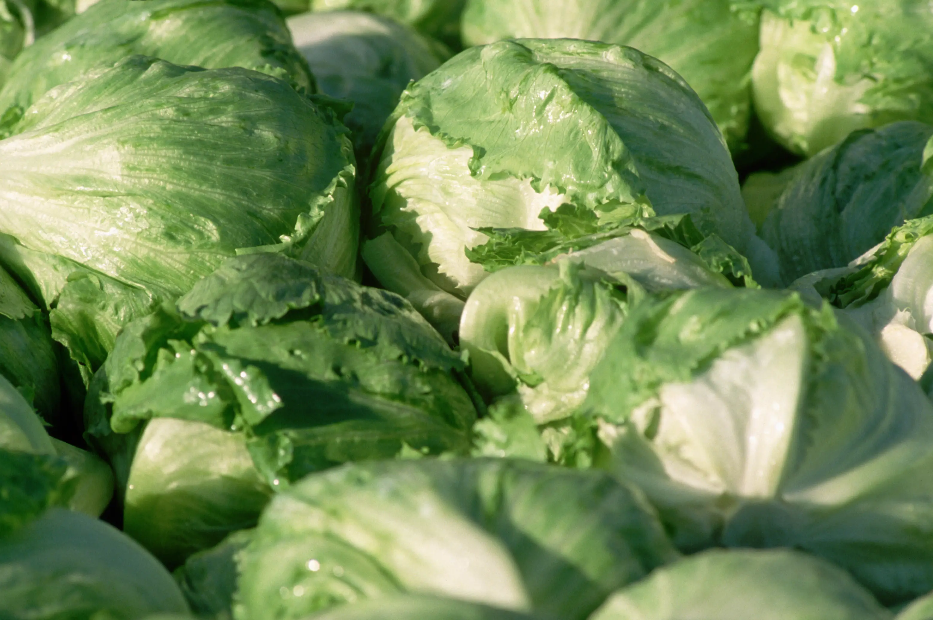 Chicago man Alonso Zaragoza was sent to the emergency room after he contracted the parasite Cyclospora. (Richard Hamilton Smith/Getty Images)