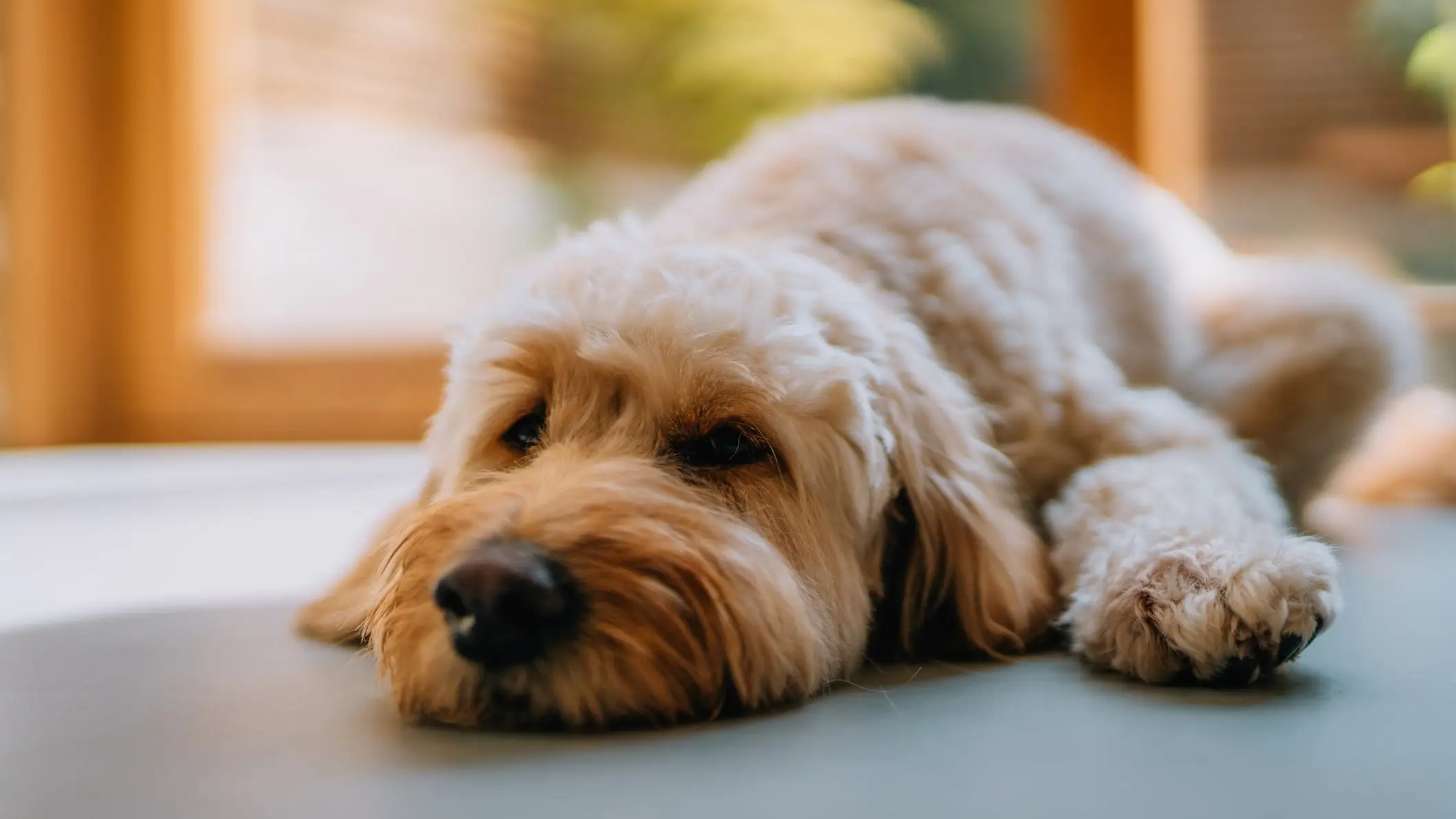 Vet warns against giving chocolate to dogs