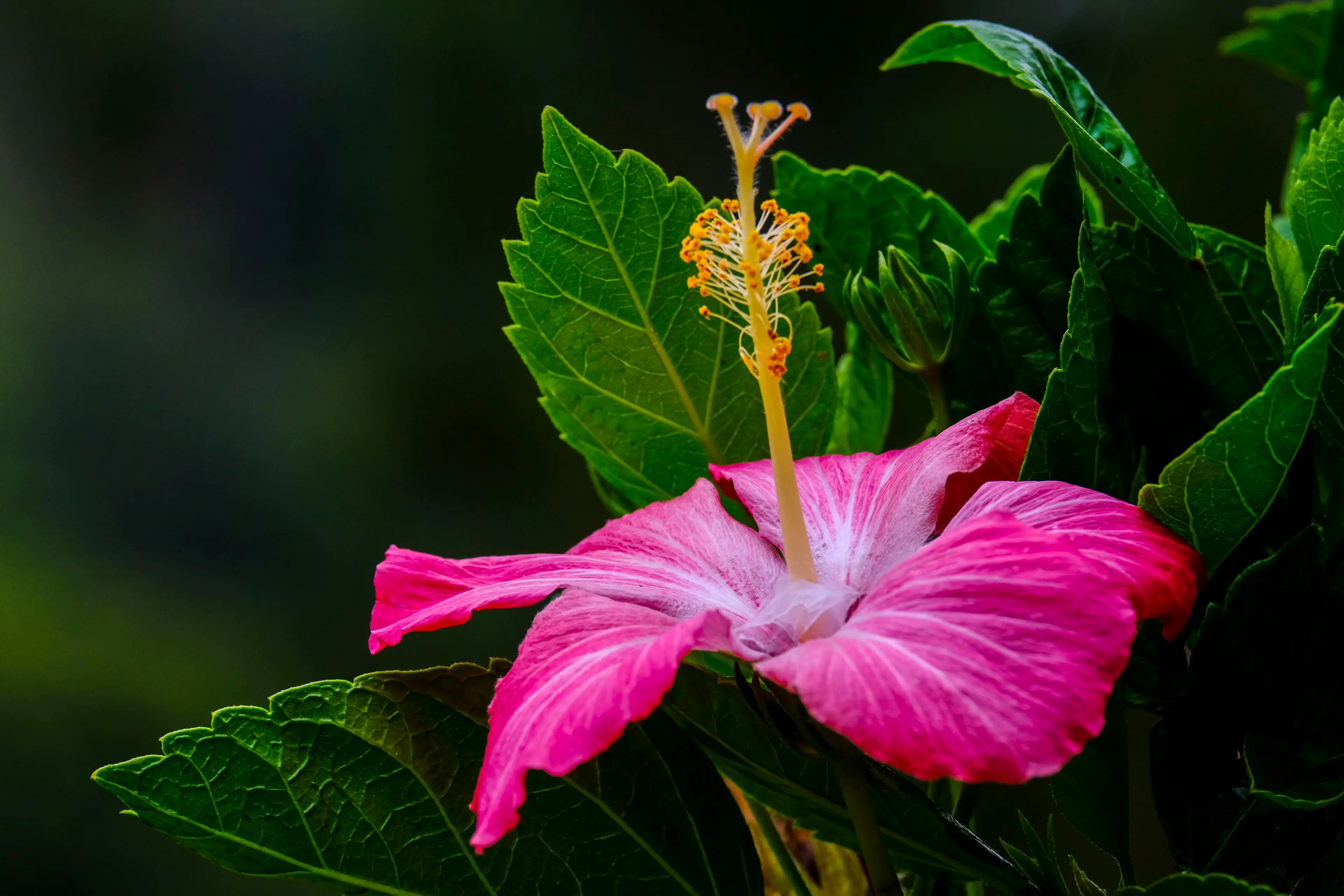 The drink, made from flowers, may cure hunger pangs (Faris Hadziq/SOPA Images/LightRocket via Getty Images)