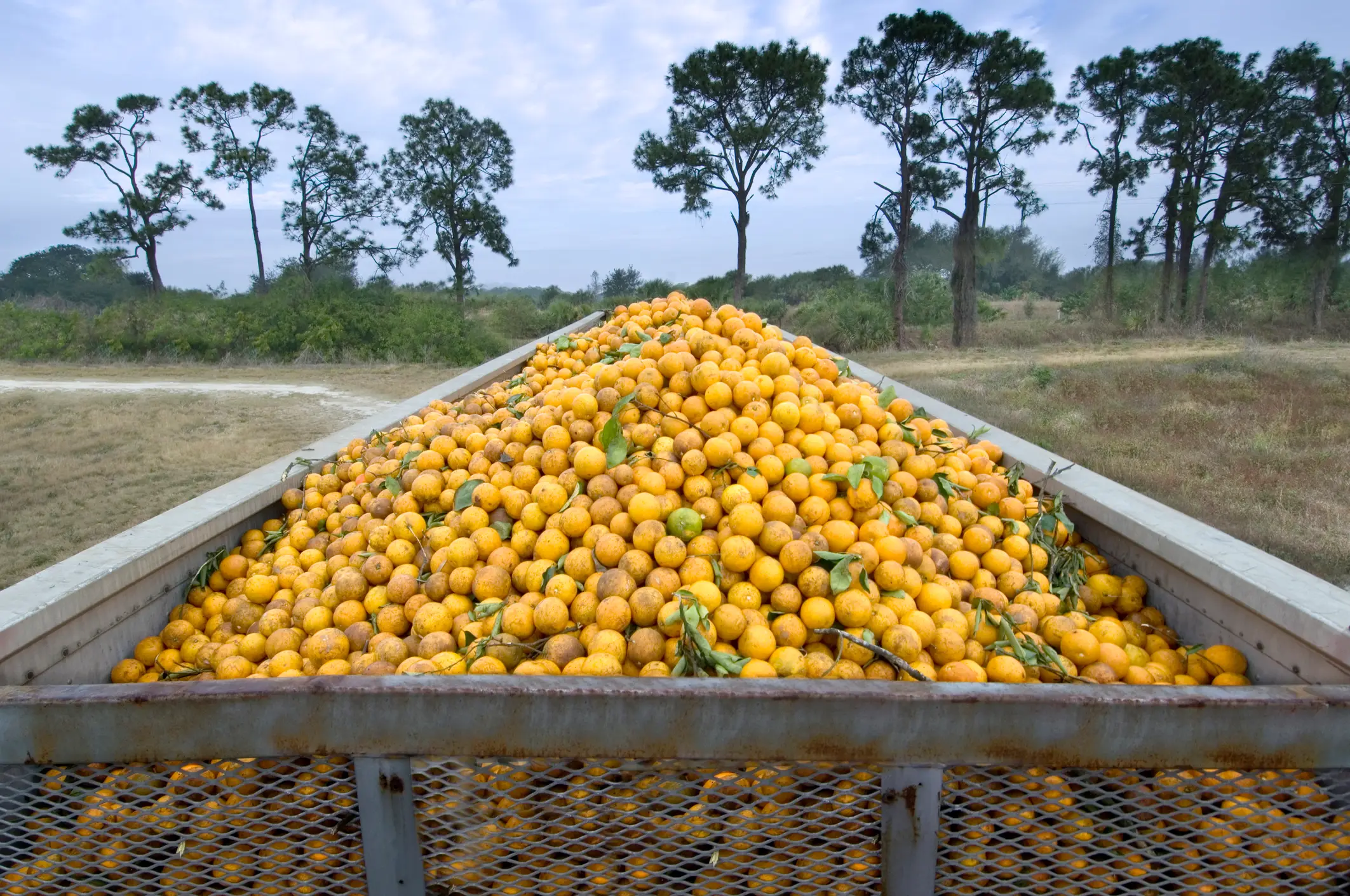 It seems that Floridan lobbyists can use the MAHA movement to their advantage (John Coletti/Getty Images)