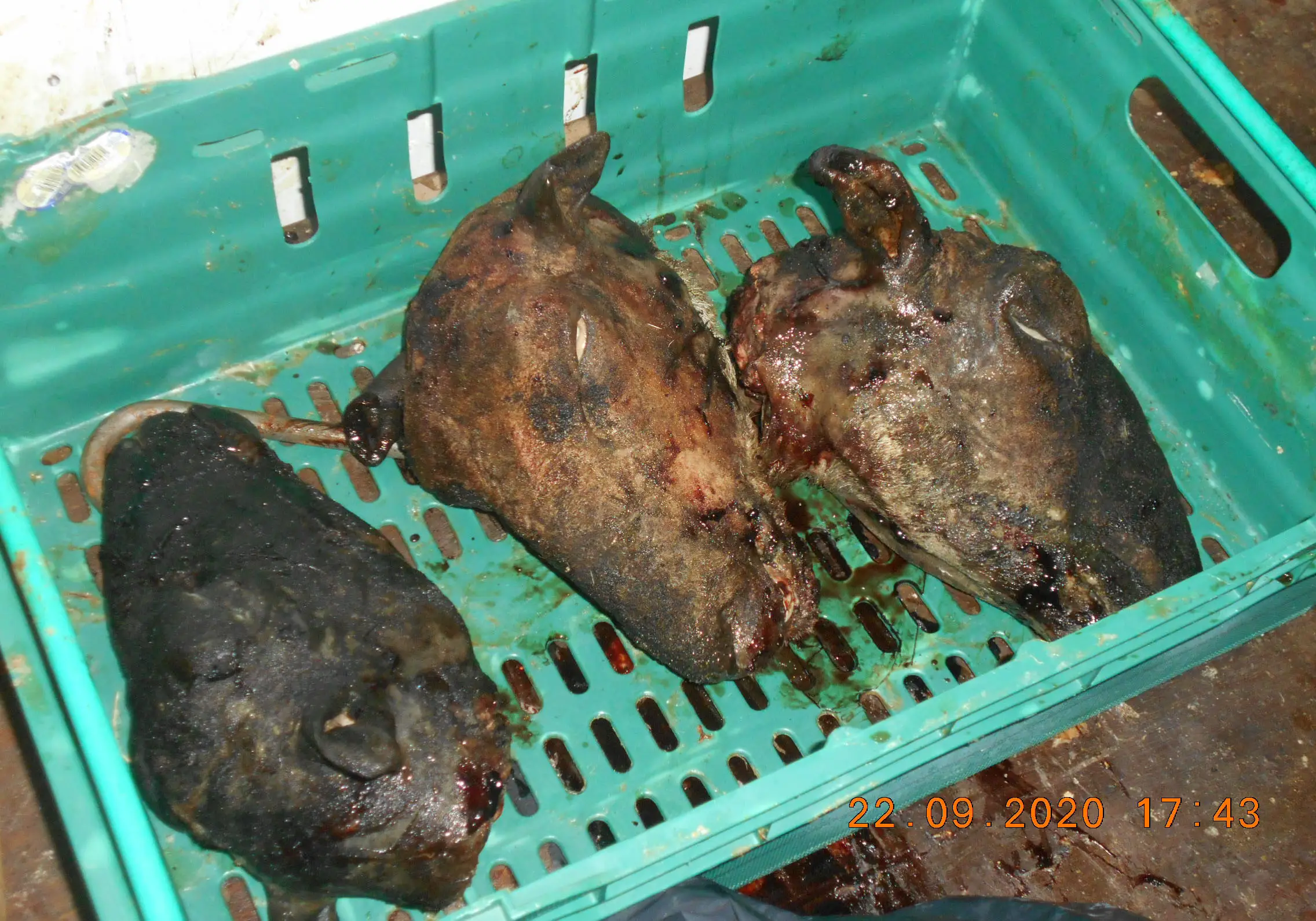 (Southwark Council/PA)