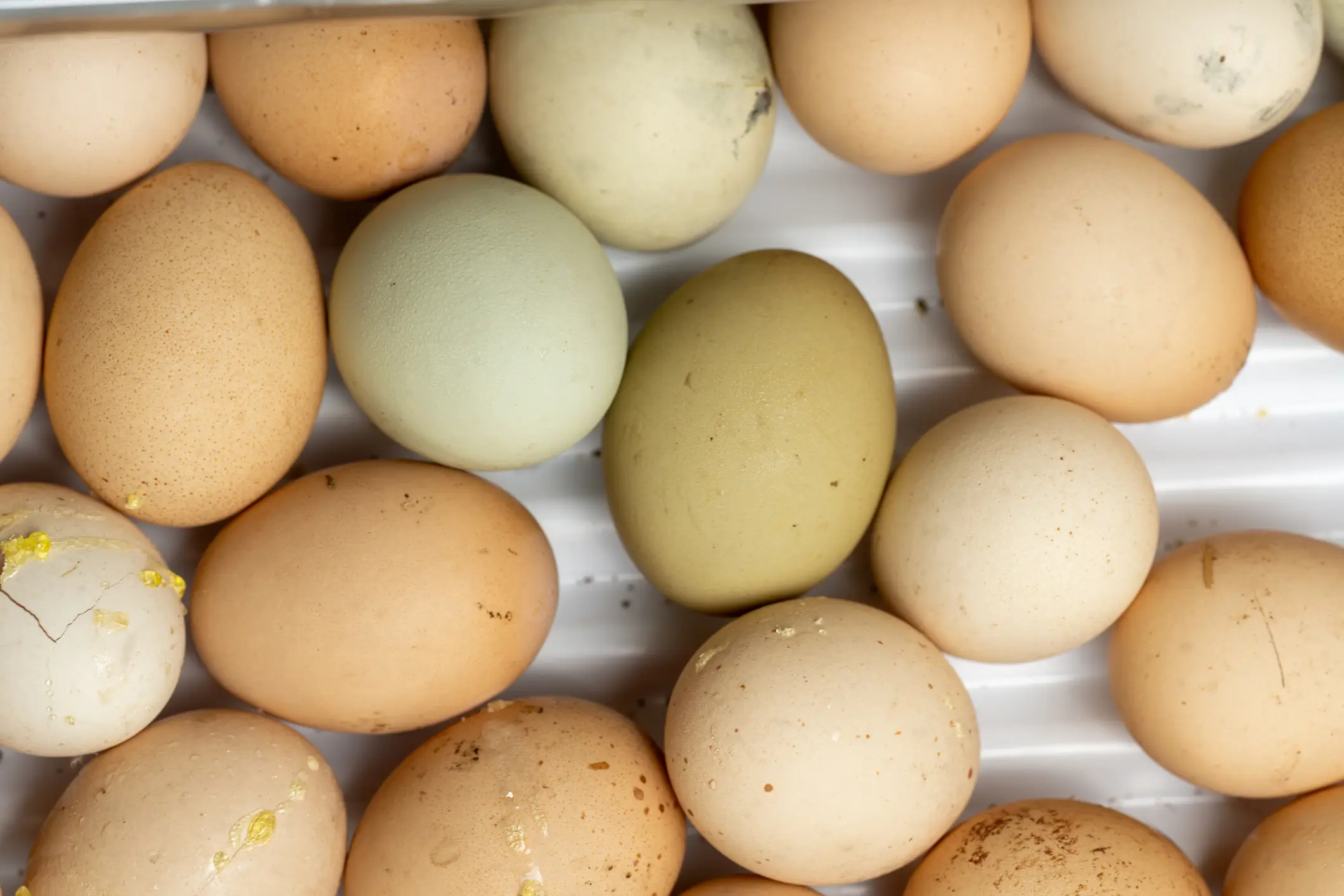 More than 500 cases of salmonella have been reported in the UK (Getty Stock/SevenSky)