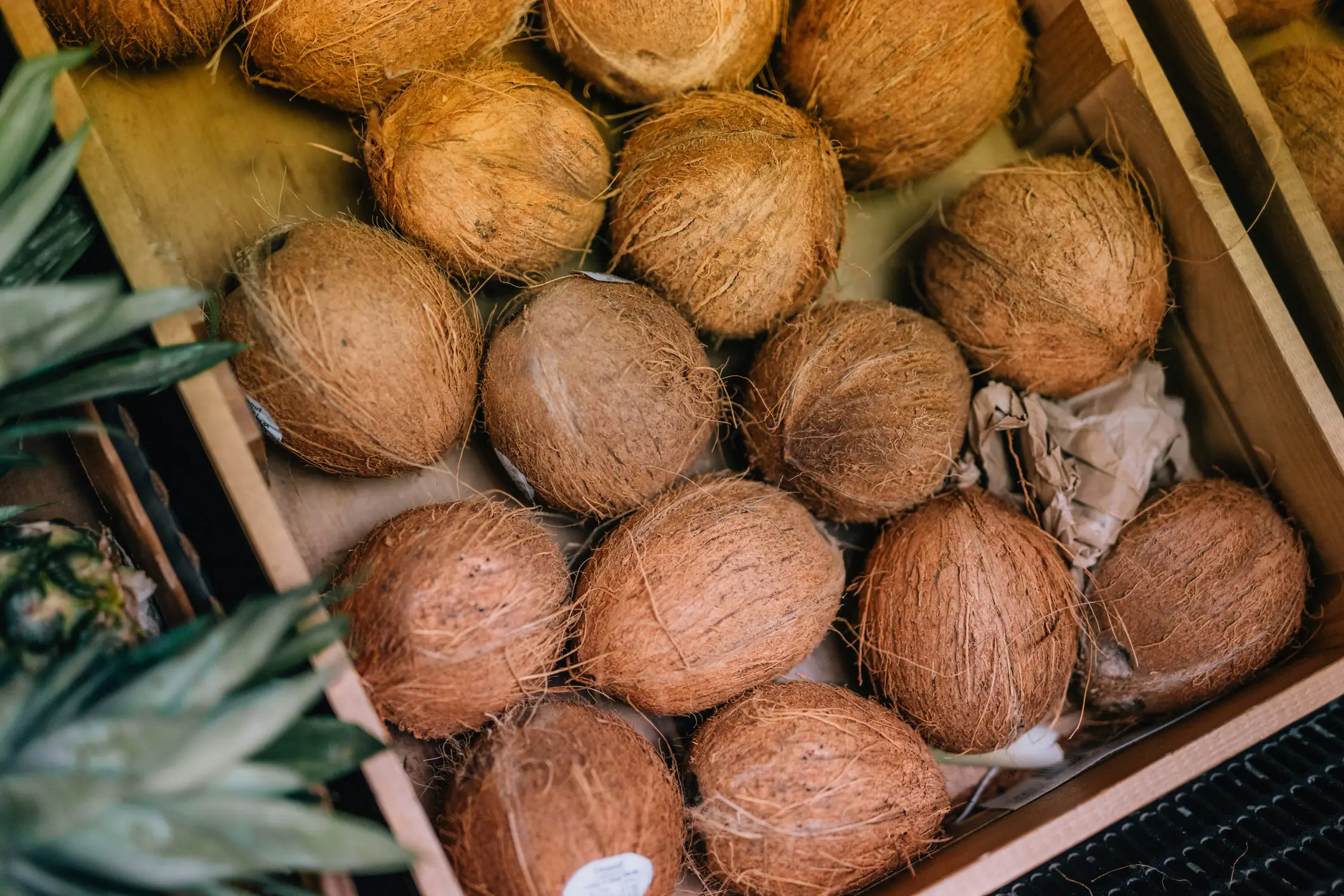 Someone is allegedly stealing coconuts in Hollywood, Florida (Getty Stock)