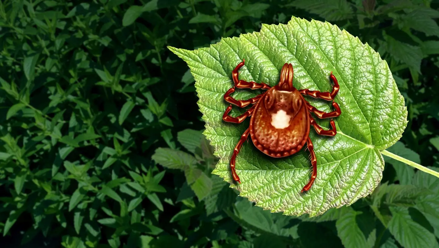 Experts believe the bite of a Lone Star tick larvae may have caused the man's rare meat allergy (Getty Stock Image)