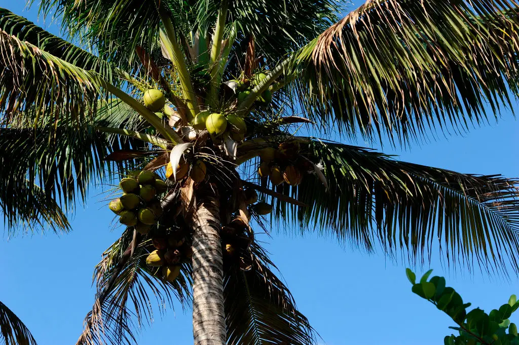 Coconuts are very healthy (Getty Stock)
