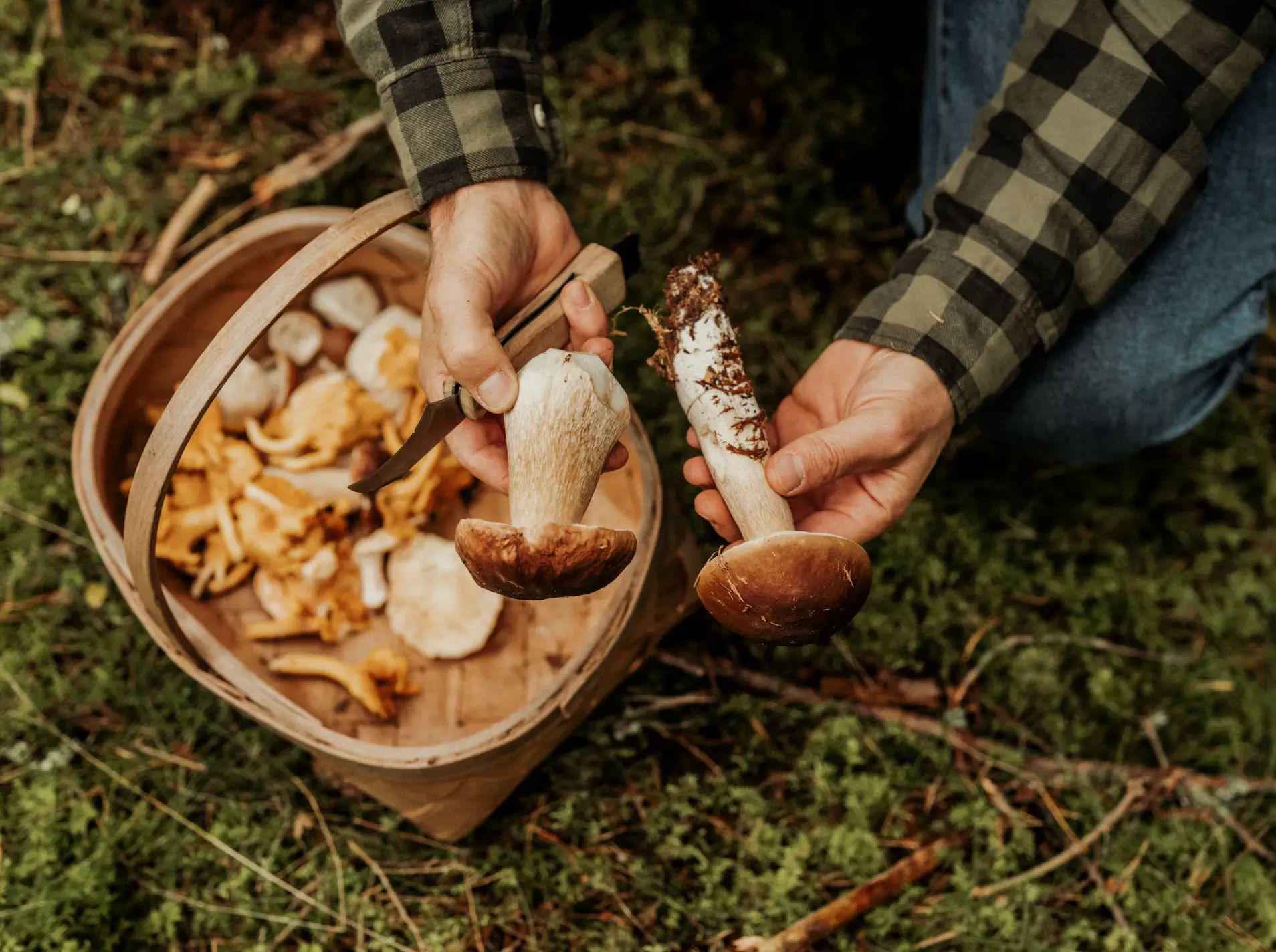 It's crucial you know exactly what you're looking for when foraging (knape/Getty Images)