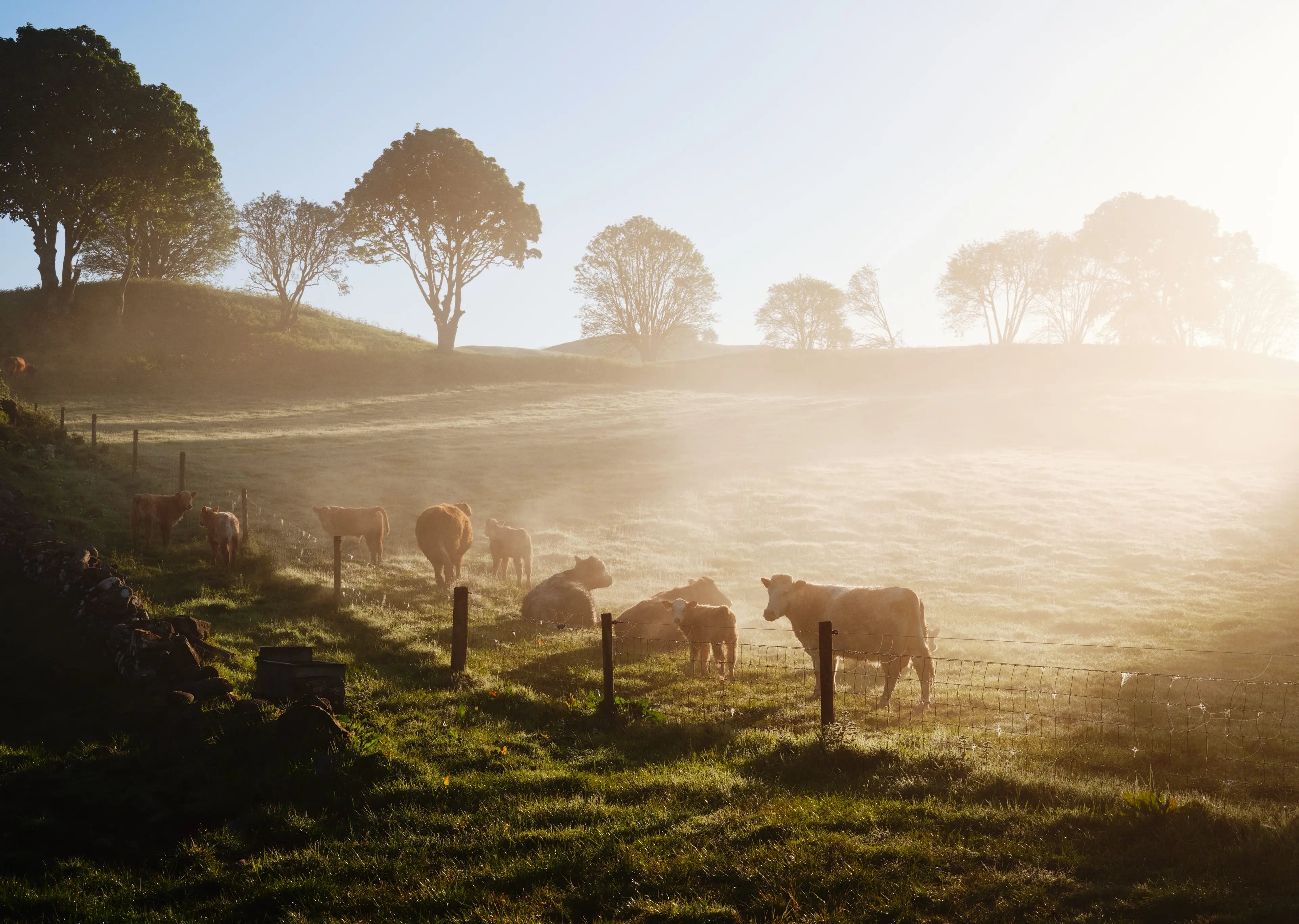 Experts have made a serious case for fog harvesting amid climate change tensions (Getty Stock Image)
