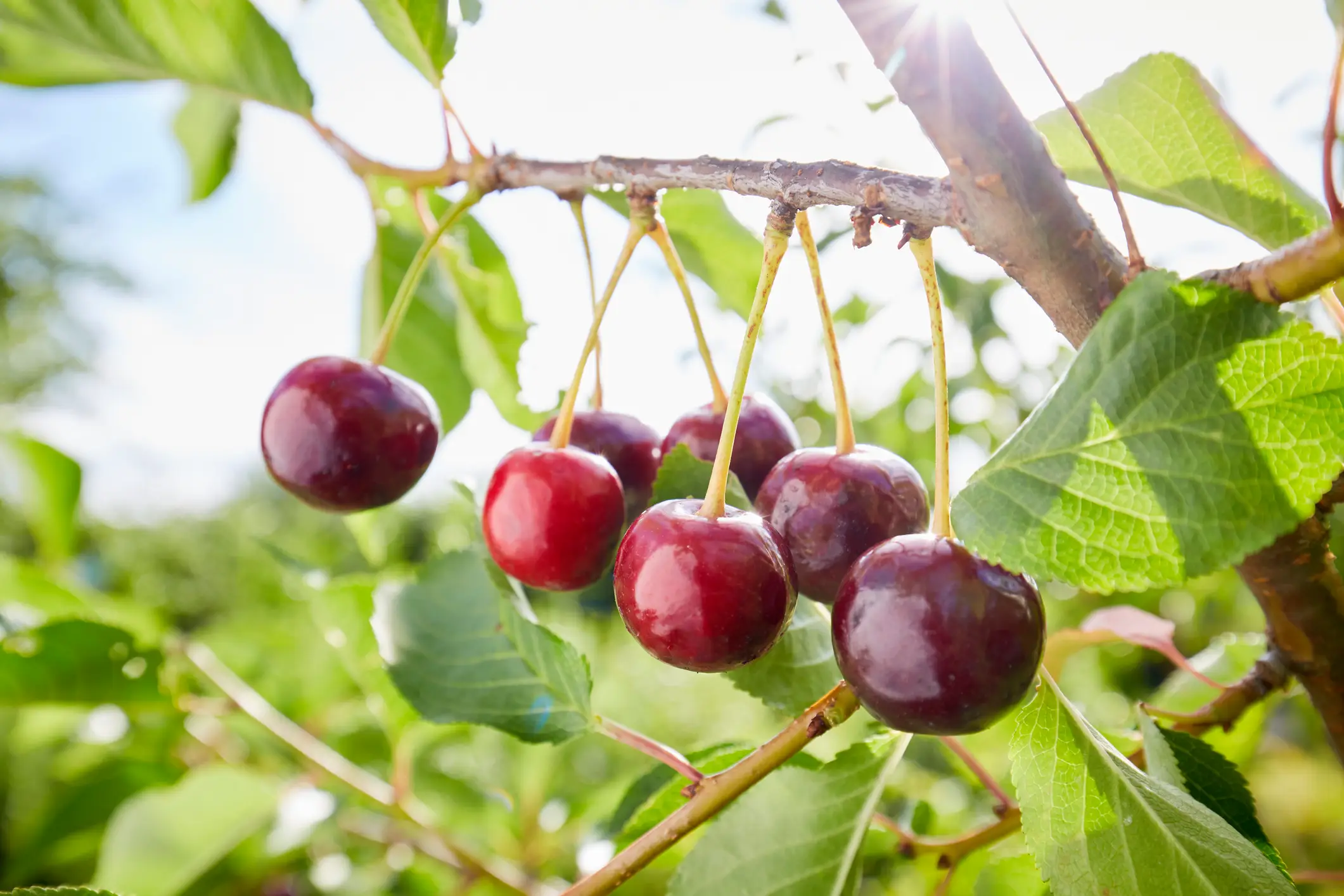 The warm weather has been a blessing for various British fruits (the_burtons/Getty Images)