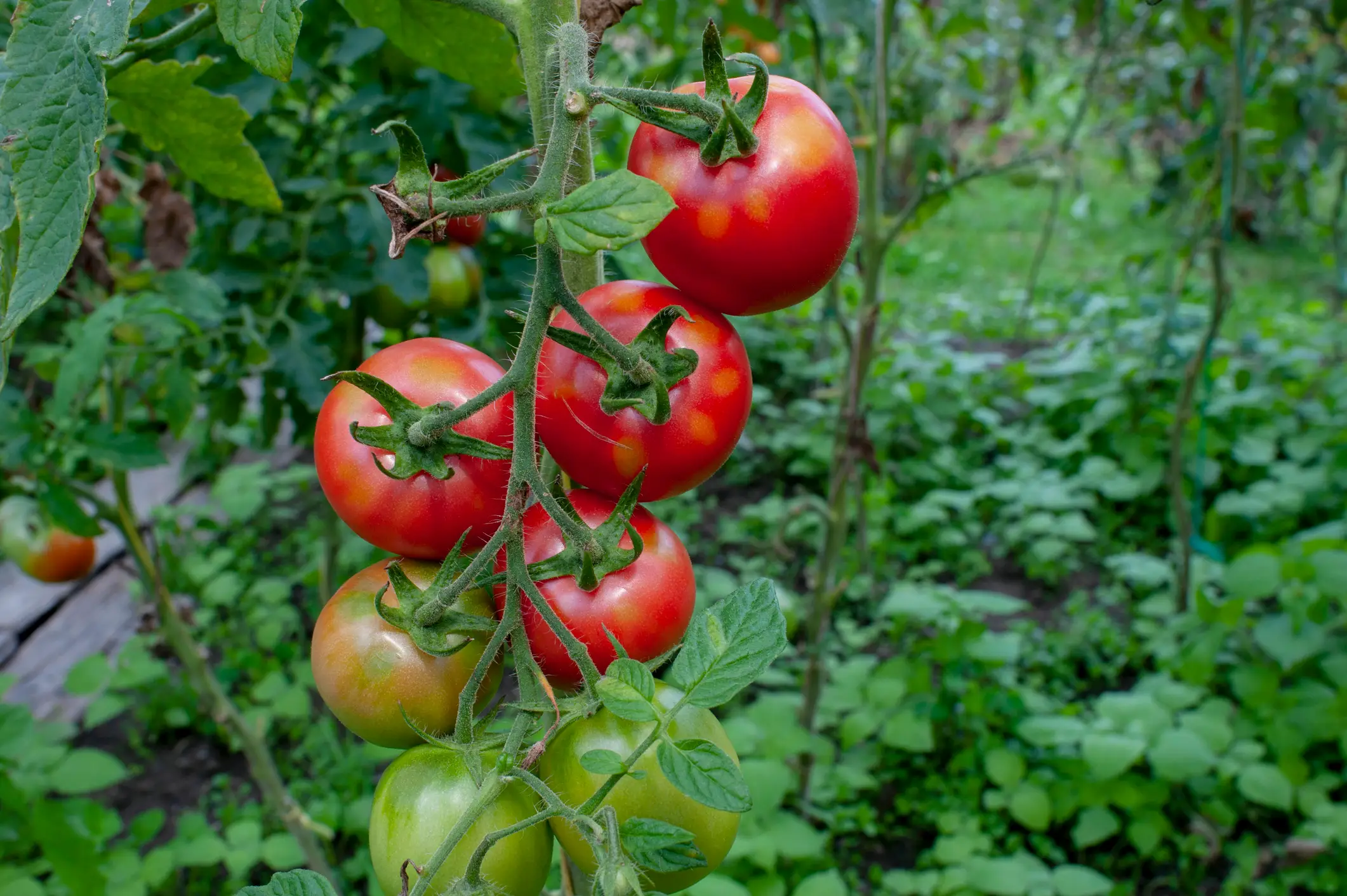 The tomatoes were distributed in North Carolina, South Carolina and Georgia (Mykhailo Hrytsiv / 500px/Getty Images)