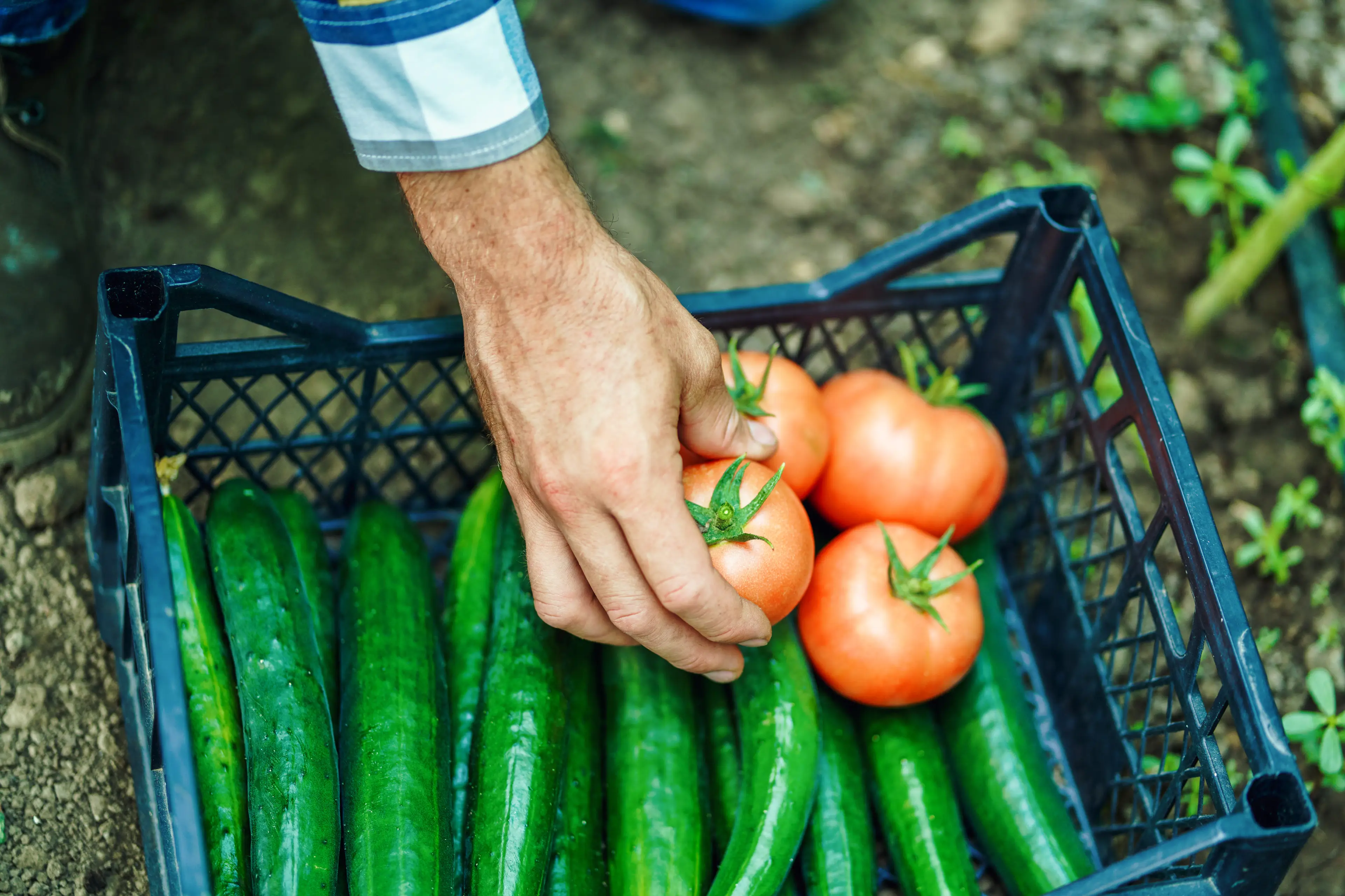 UK dwellers may experience a rise in greenhouse vegetable prices (Getty Stock Image)
