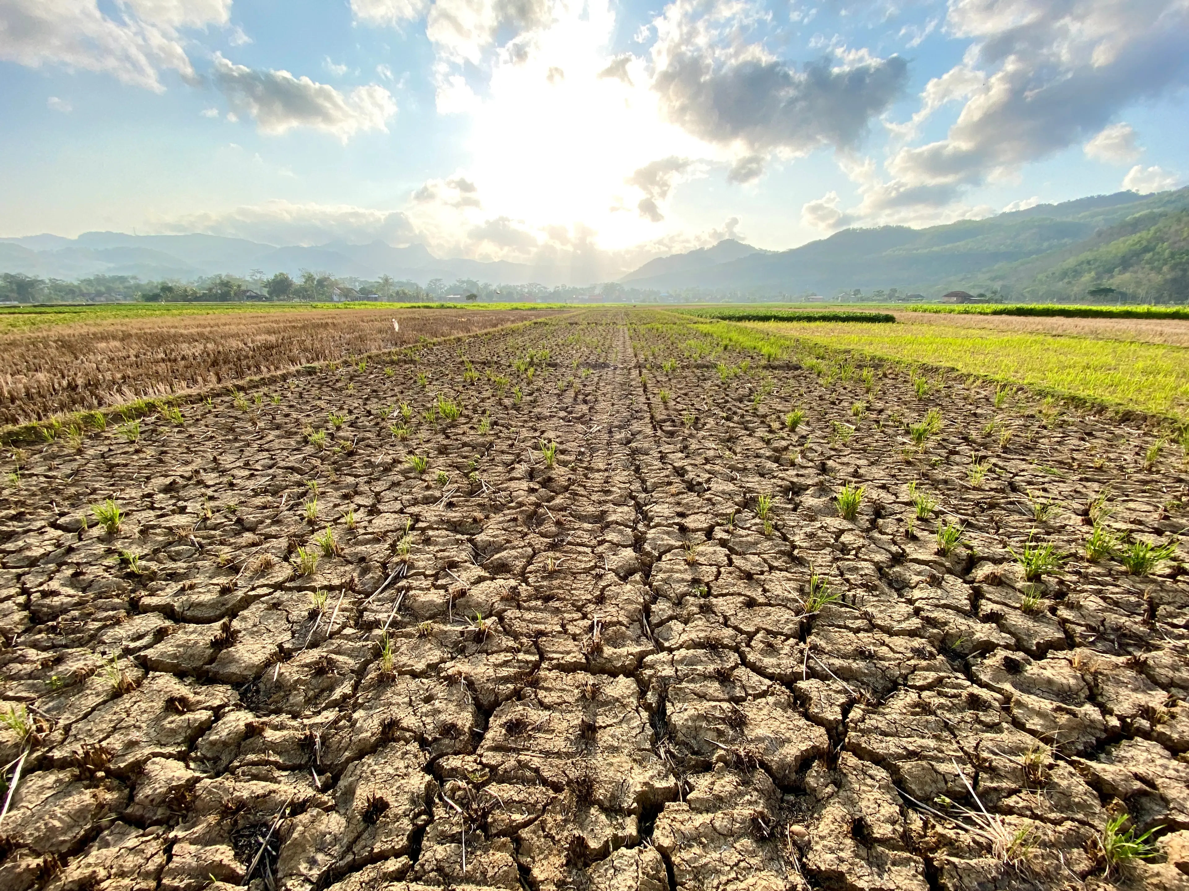Both droughts and unusually heavy rainfall are becoming more and more common (Eko Prasetyo/Getty Images)