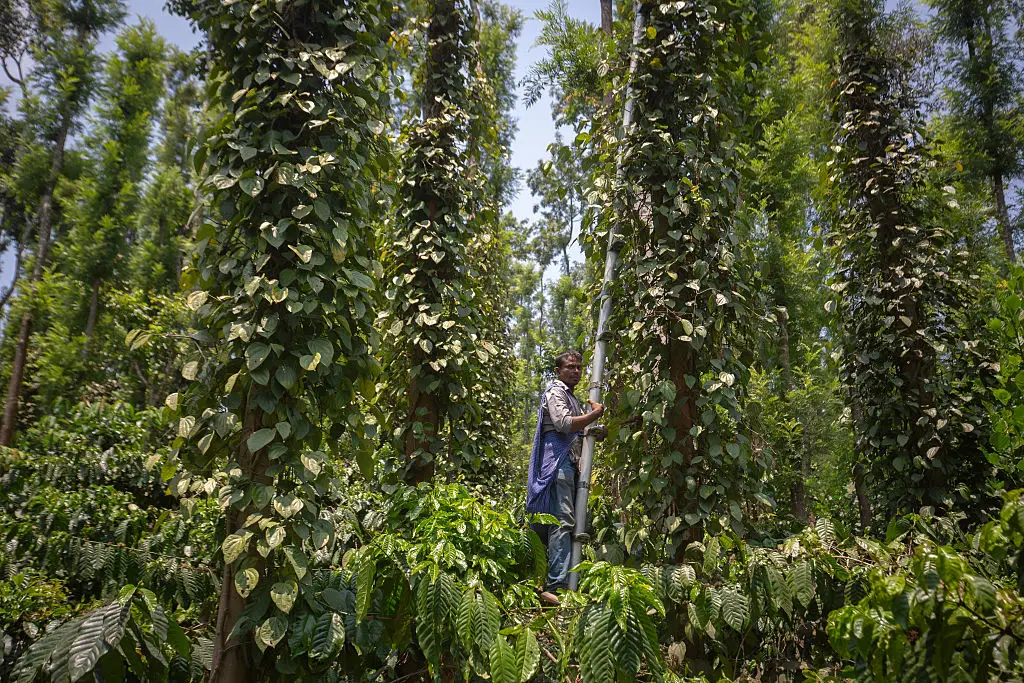 A peppercorn farm in India (Abhishek Chinnappa / Stringer/Getty Images)