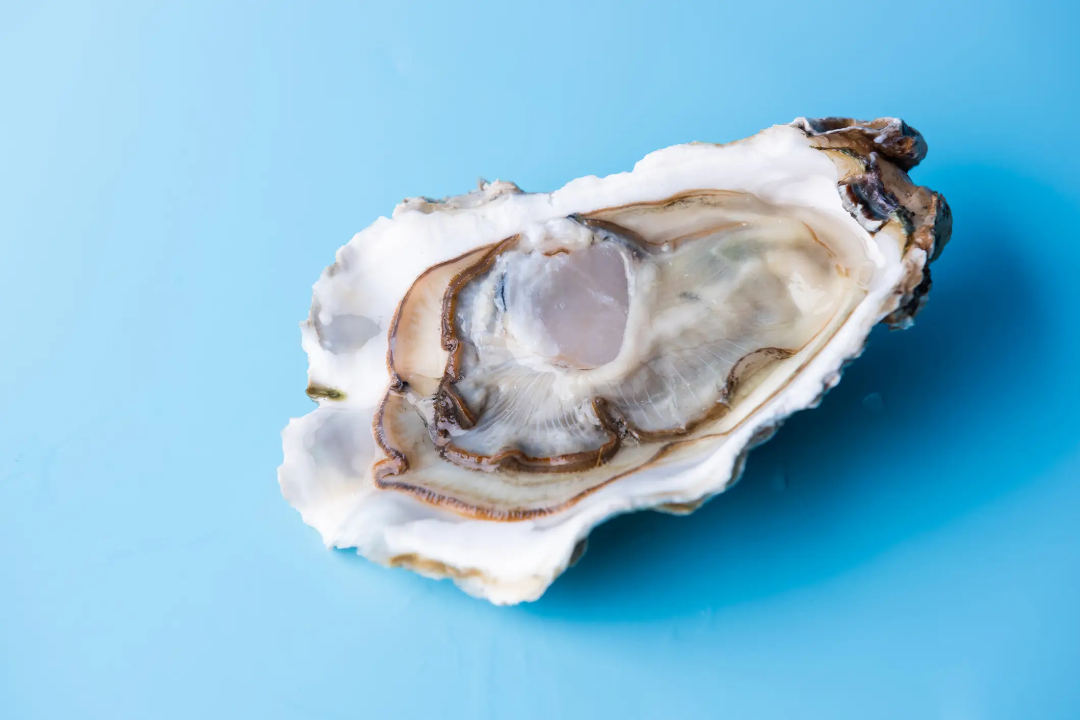 Oysters can pick up bacteria from their environment whilst filtering water (HUIZENG HU/Getty Images)