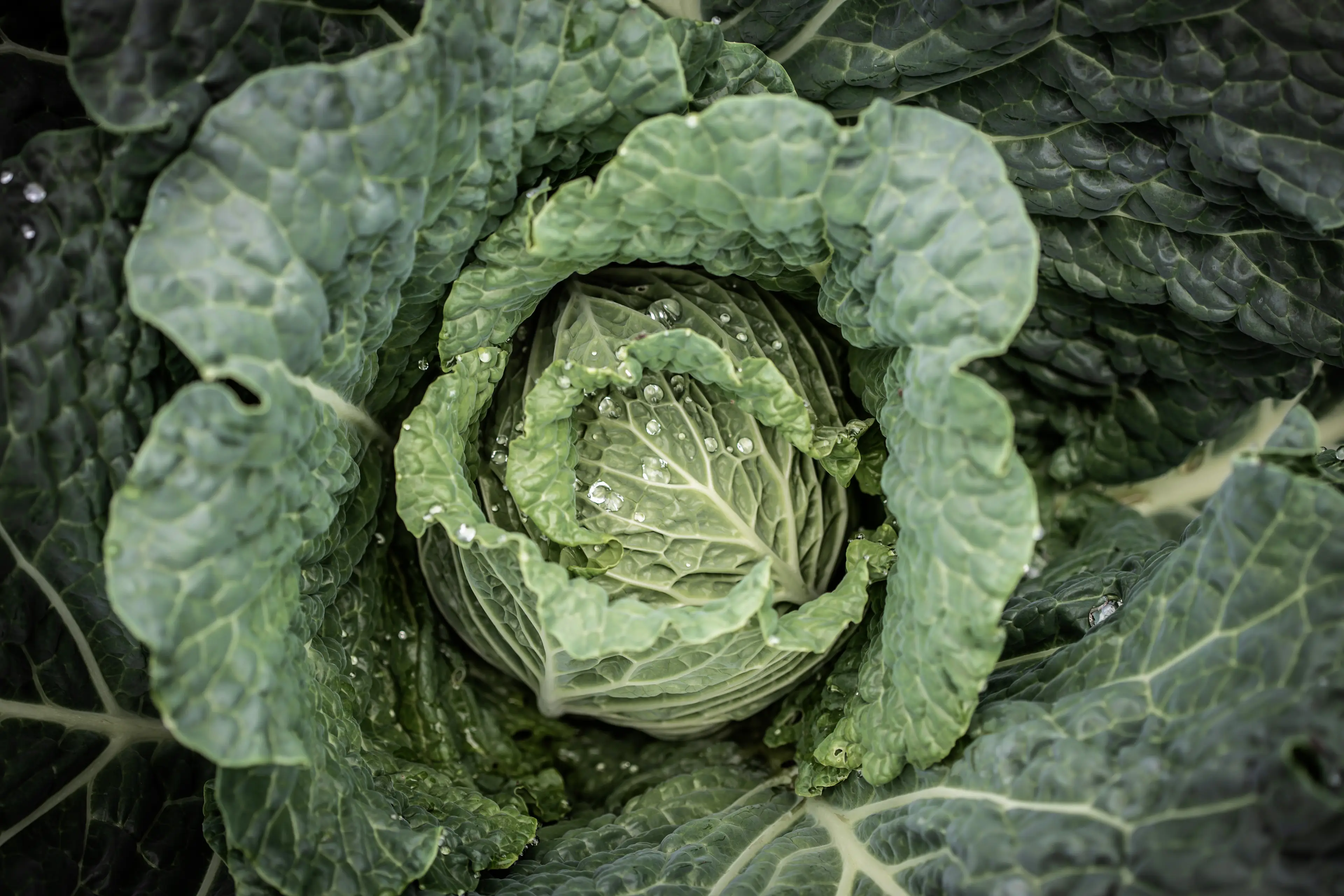 People are complaining after 2026 was dubbed the 'Year of the Cabbage' (Manu Vega/Getty Stock Image)