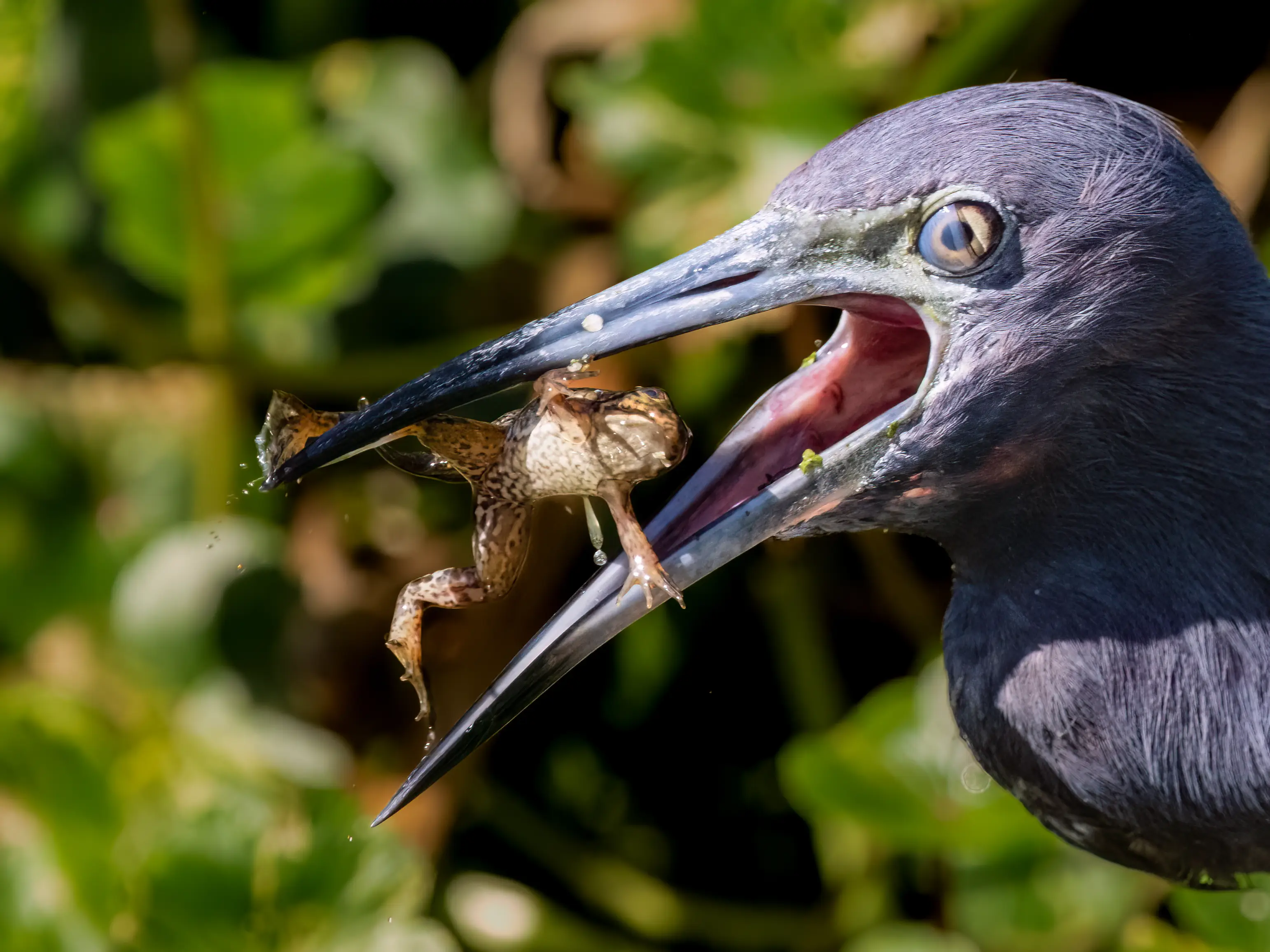 Frogs never know when to give up - Carlos Carreno via Getty Images