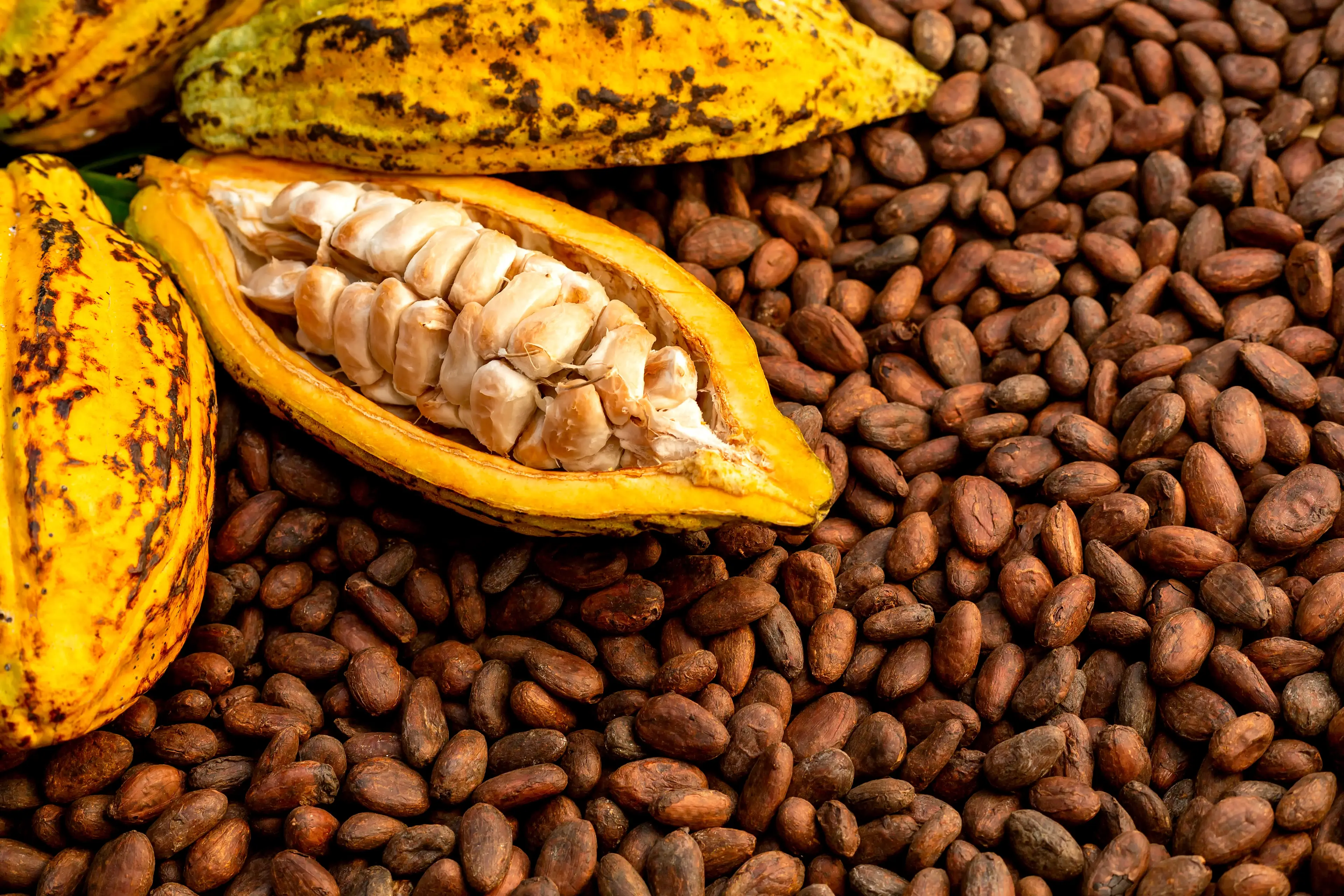 Cocoa bean yields have been impacted by drought (Pramote Polyamate/Getty)