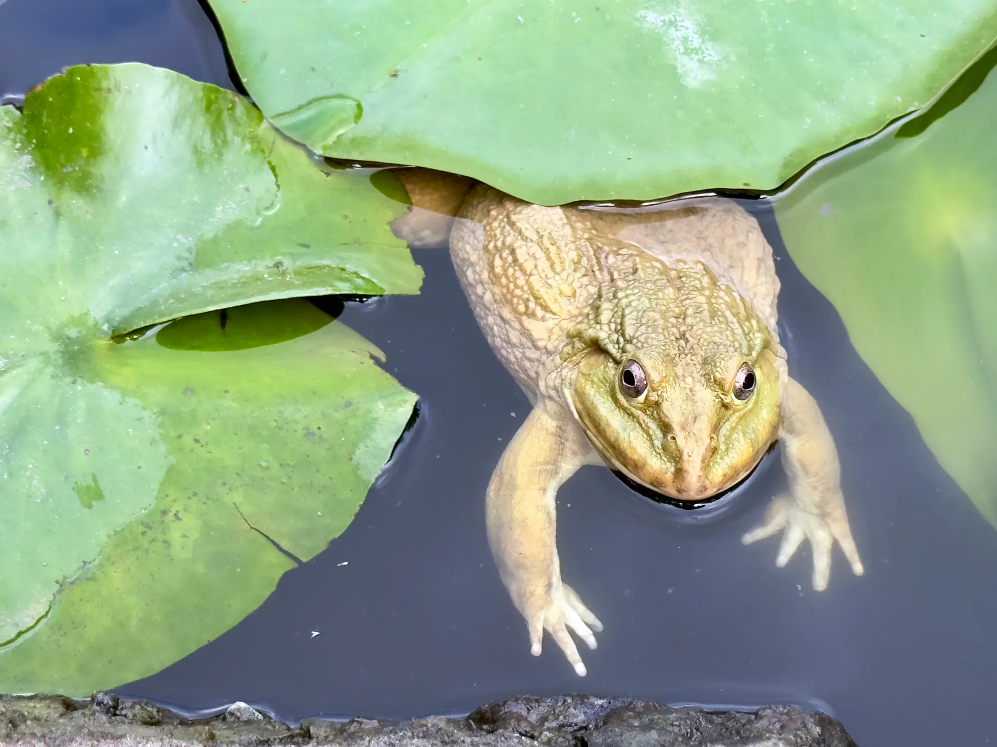 A frog in a pond (Getty Images/Noppawat Tom Charoensinphon)