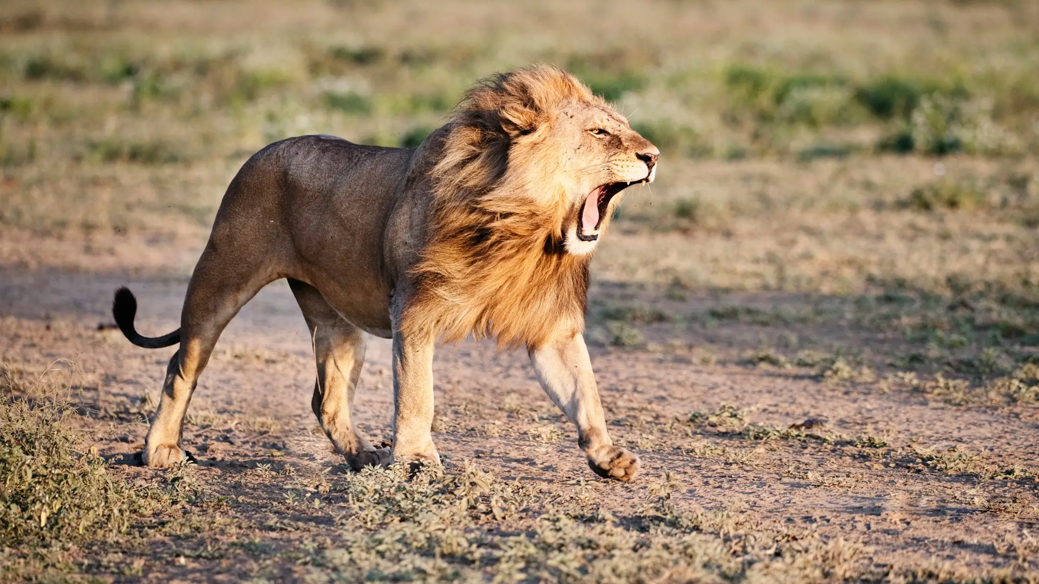 Winfried Wisniewski/Getty Images