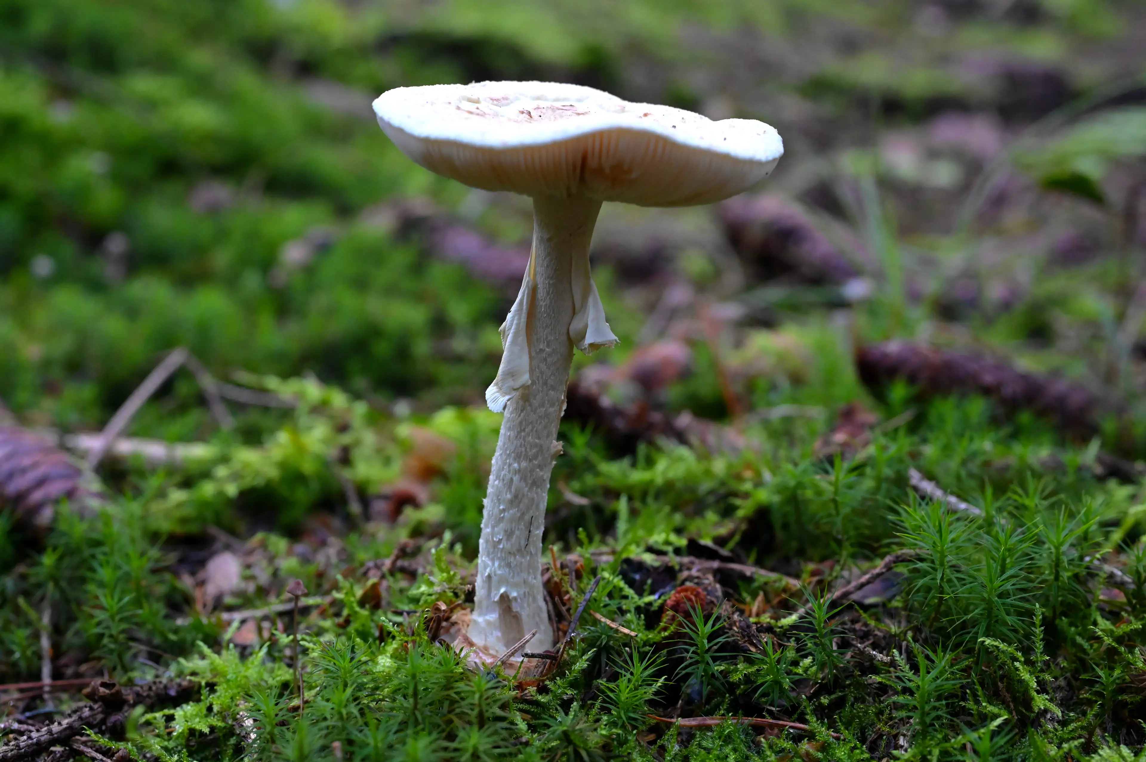 Death Cap mushrooms can cause severe side effects (Getty Stock Image)