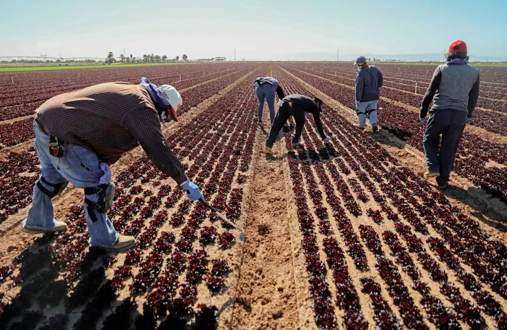 Farm labour fears could affect produce supply across the US (Sandy Huffaker/Getty Images)
