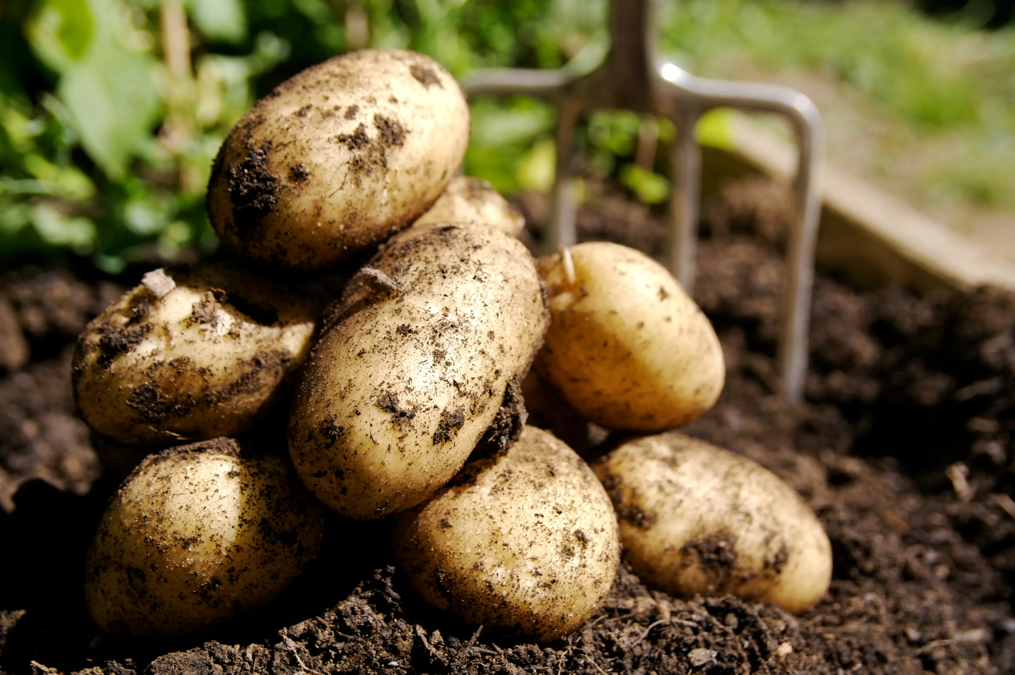 Potatoes, America’s most consumed vegetable, has now joined EWG’s pesticide watchlist(johnnyscriv/Getty Images)