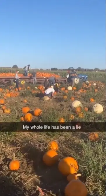A TikTok user caught some pumpkins being unloaded from a truck - @chrissyschmoggs via TikTok