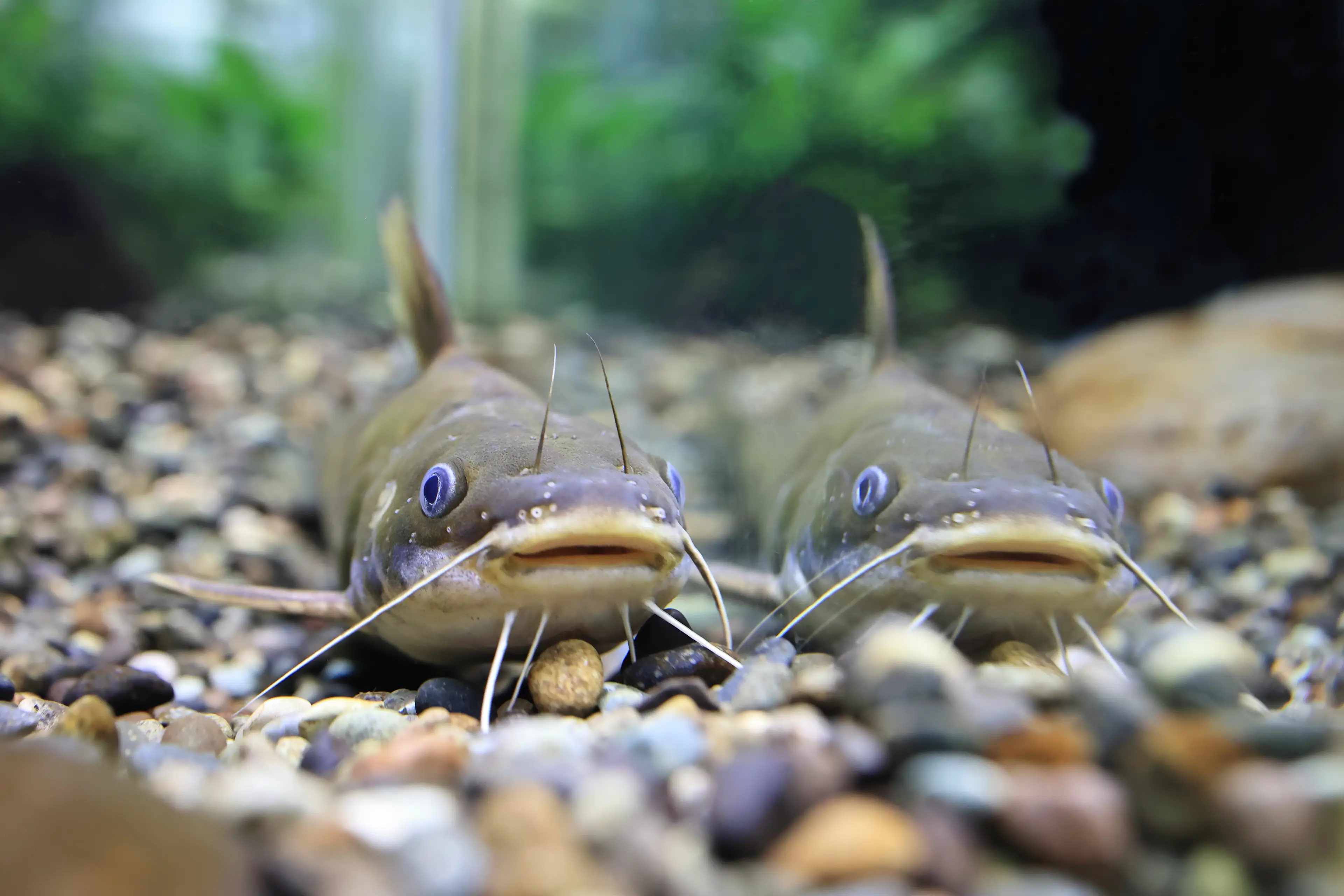 Experts have weighed in whether it is safe to eat catfish (Getty Stock Image)