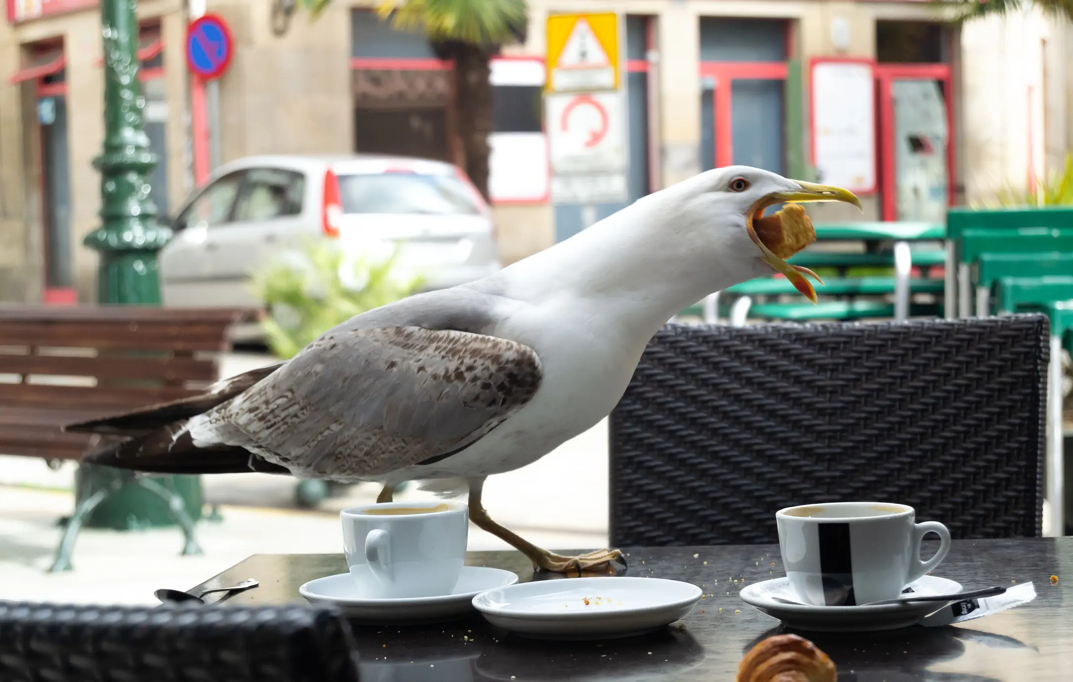 The Glasshouse is reviewing whether extra gull deterrents are needed (Oscar Martinez Troncoso/Getty Images)