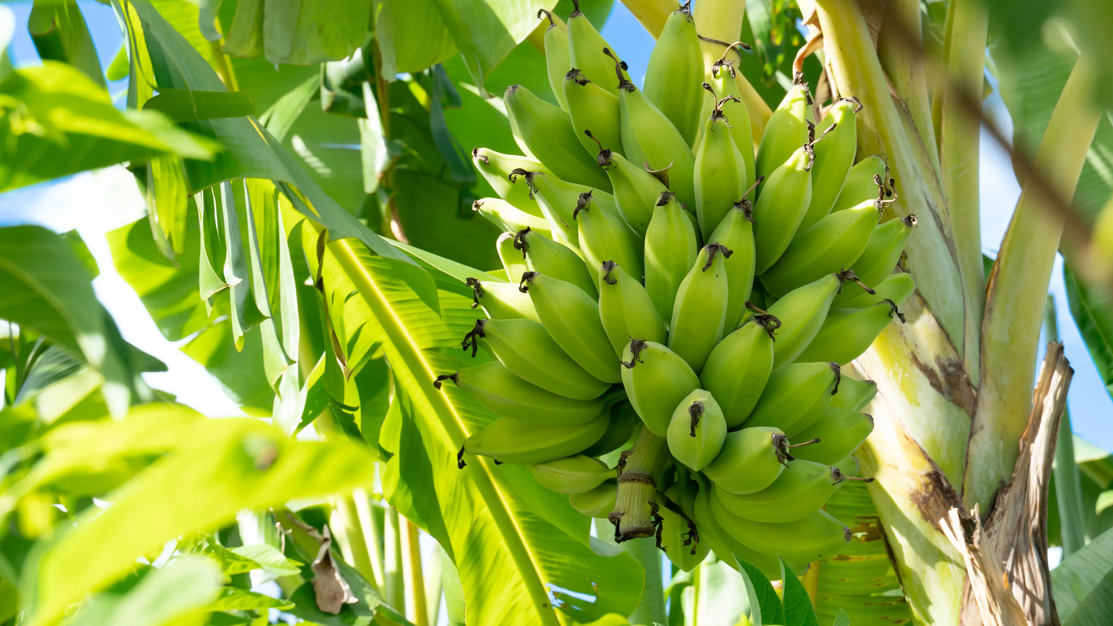 Unripe bananas are a good source of the nutrient (Jpreat/Getty Stock Image)