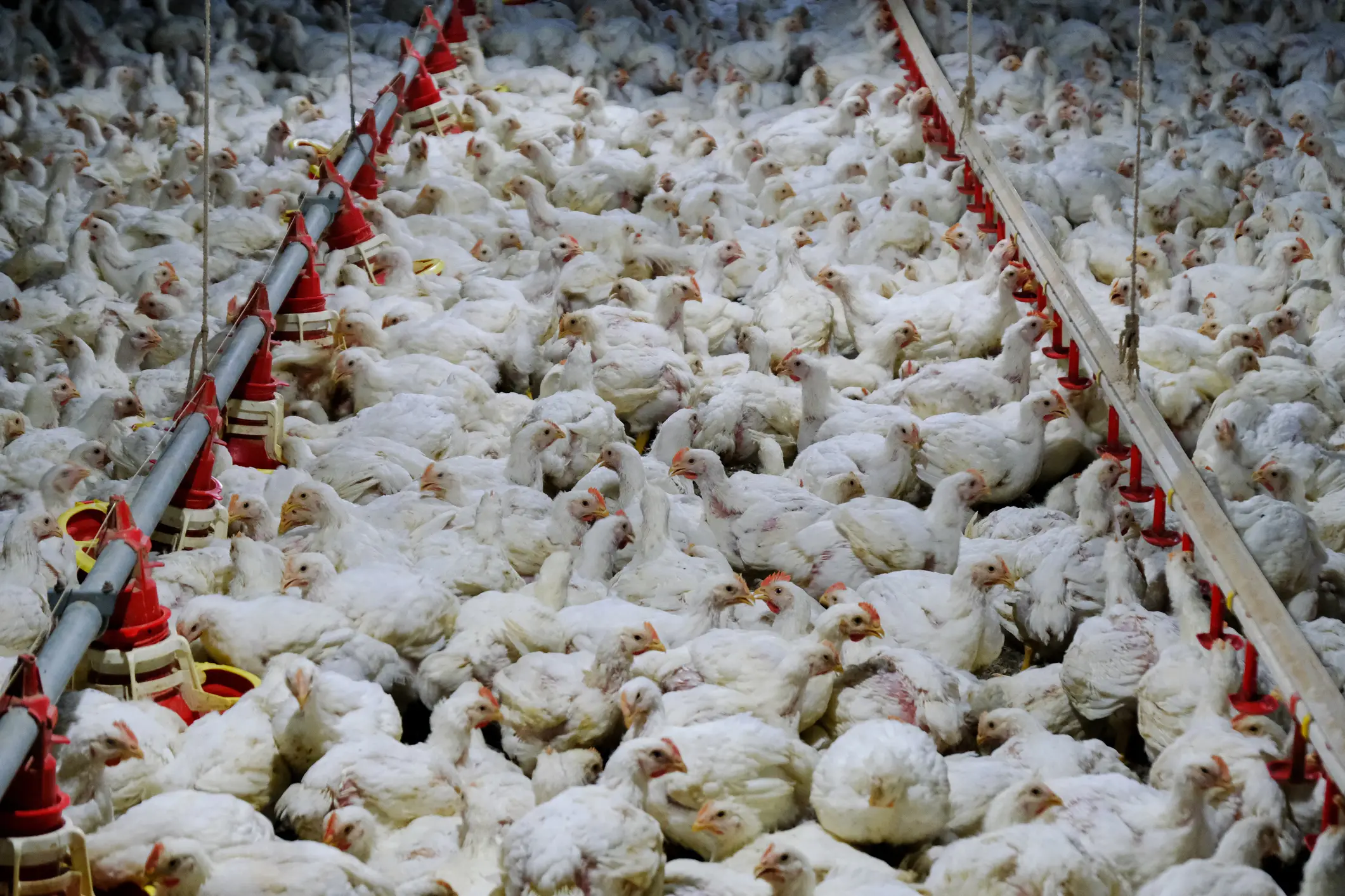 Chicken farming standards have been blamed for the decline in quality (Bloomberg Creative/Getty Images)