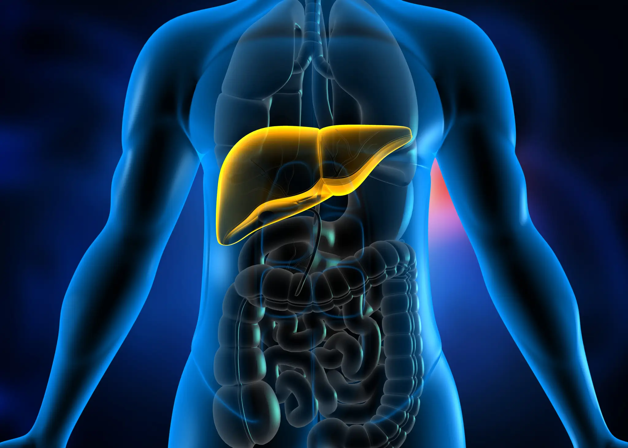 Your liver works overtime during heavy drinking, often without obvious warning signs (Rasi Bhadramani/Getty Images)