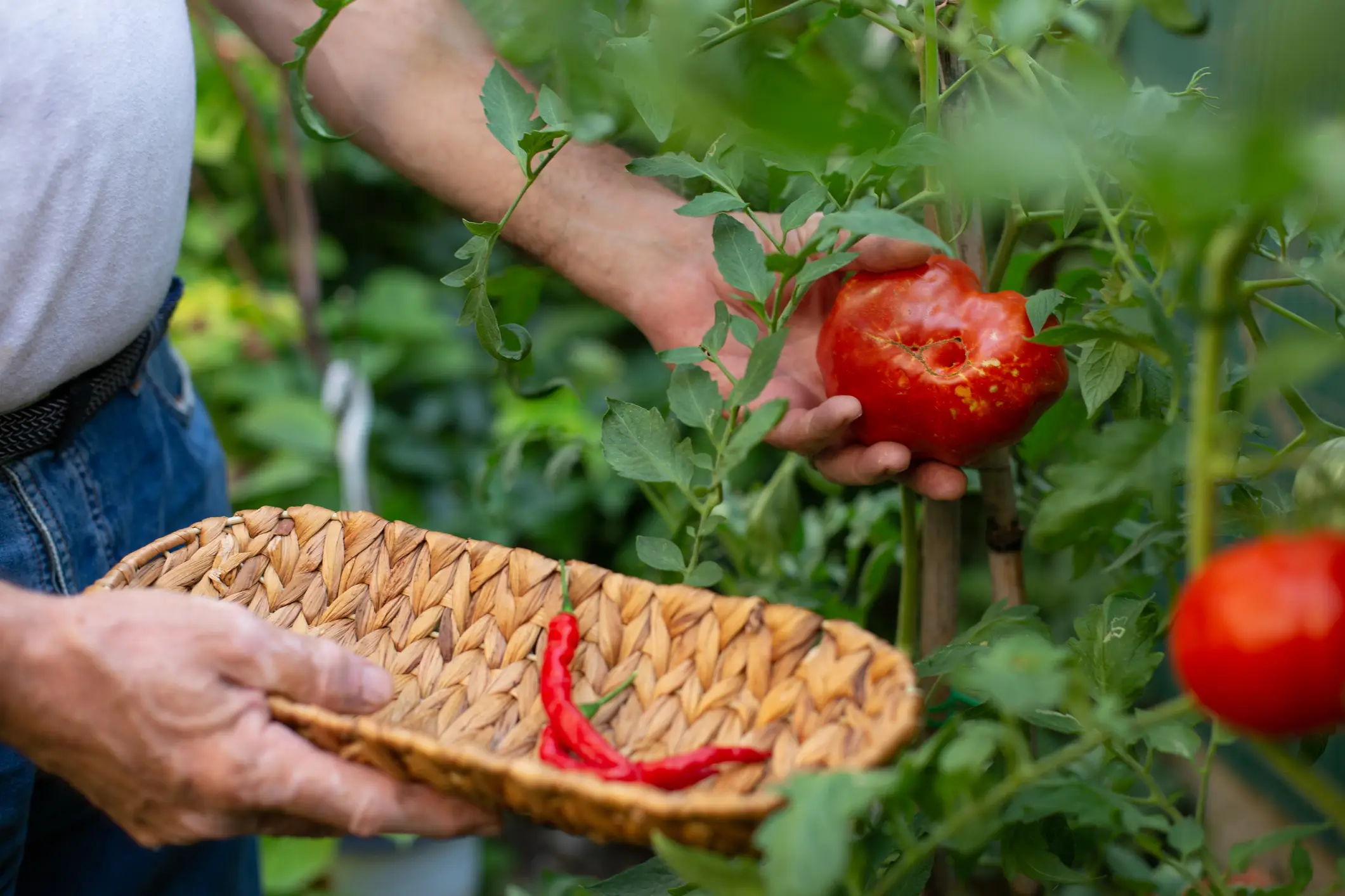 An outbreak in Italy was linked to tomatoes (Kathrin Ziegler/Getty Images)