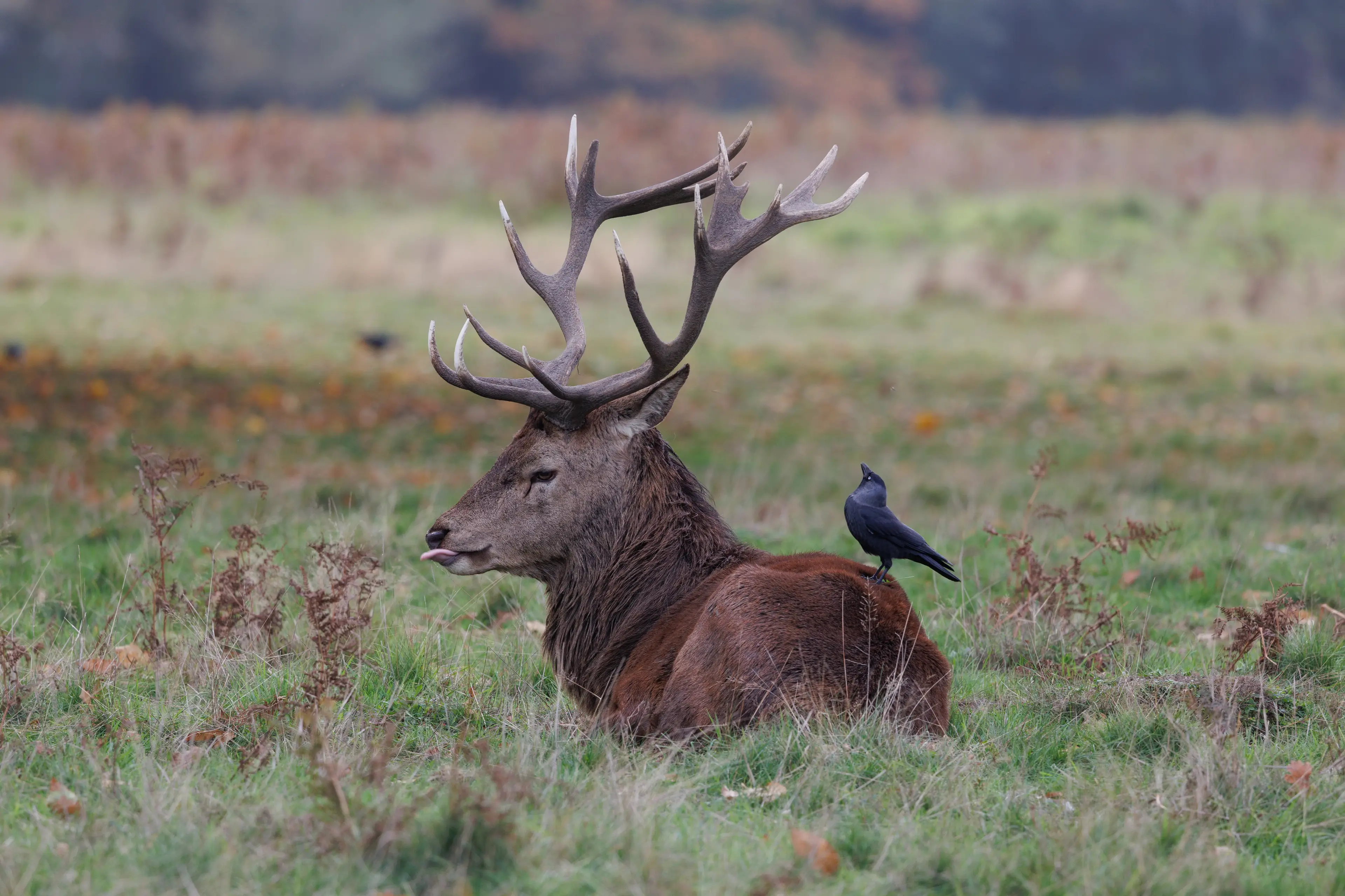 Shambala Festival has asked attendees how they would feel about the event selling venison (Getty Stock Image)