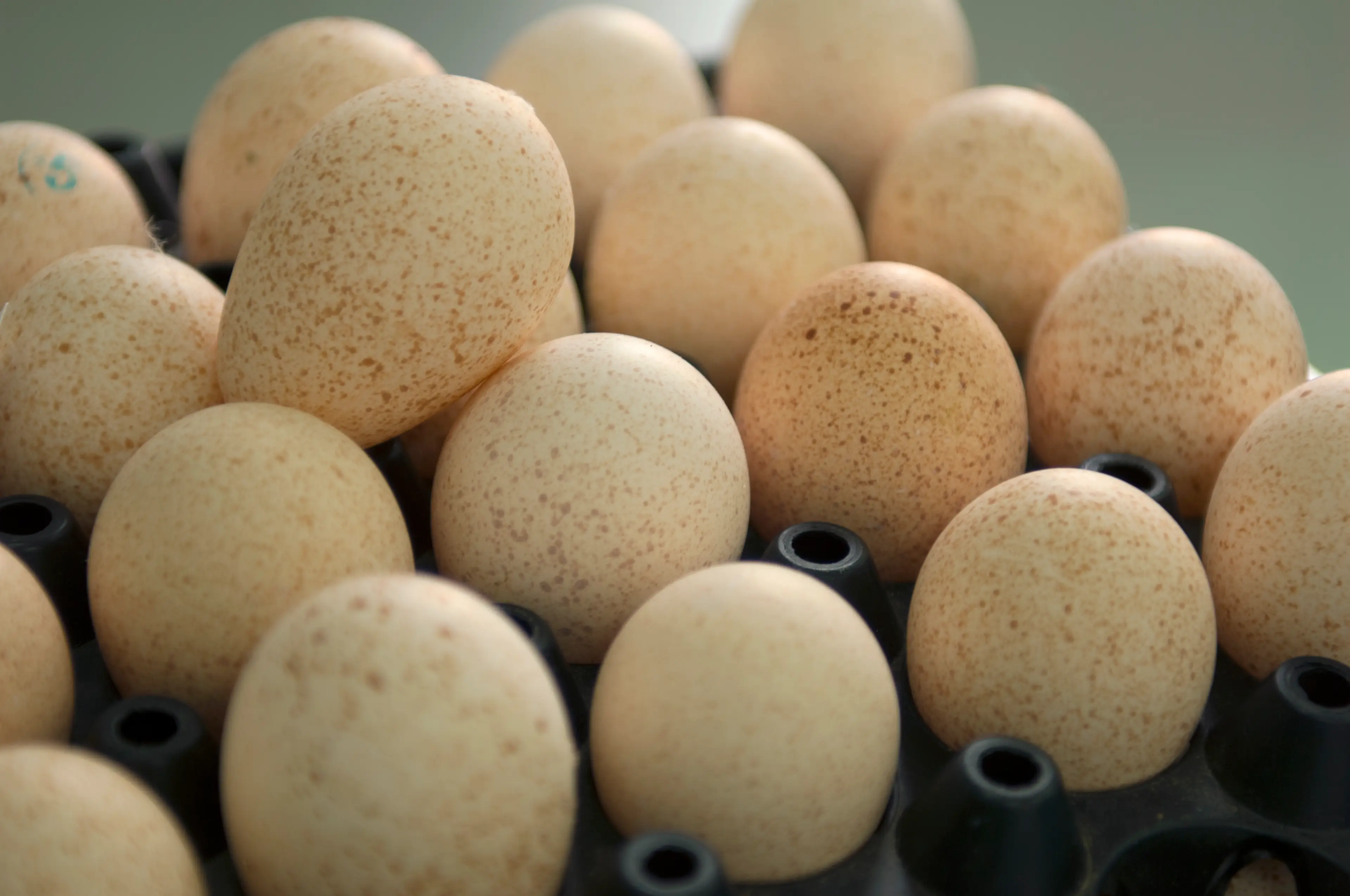 There's probably one barrier to why you've yet to try a turkey egg (Getty Stock Image)