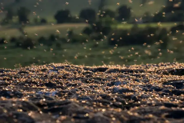 Diners who weren't keen on ants could swap them for fermented vinegar or edible flowers. (Getty Images/R A Kearton)
