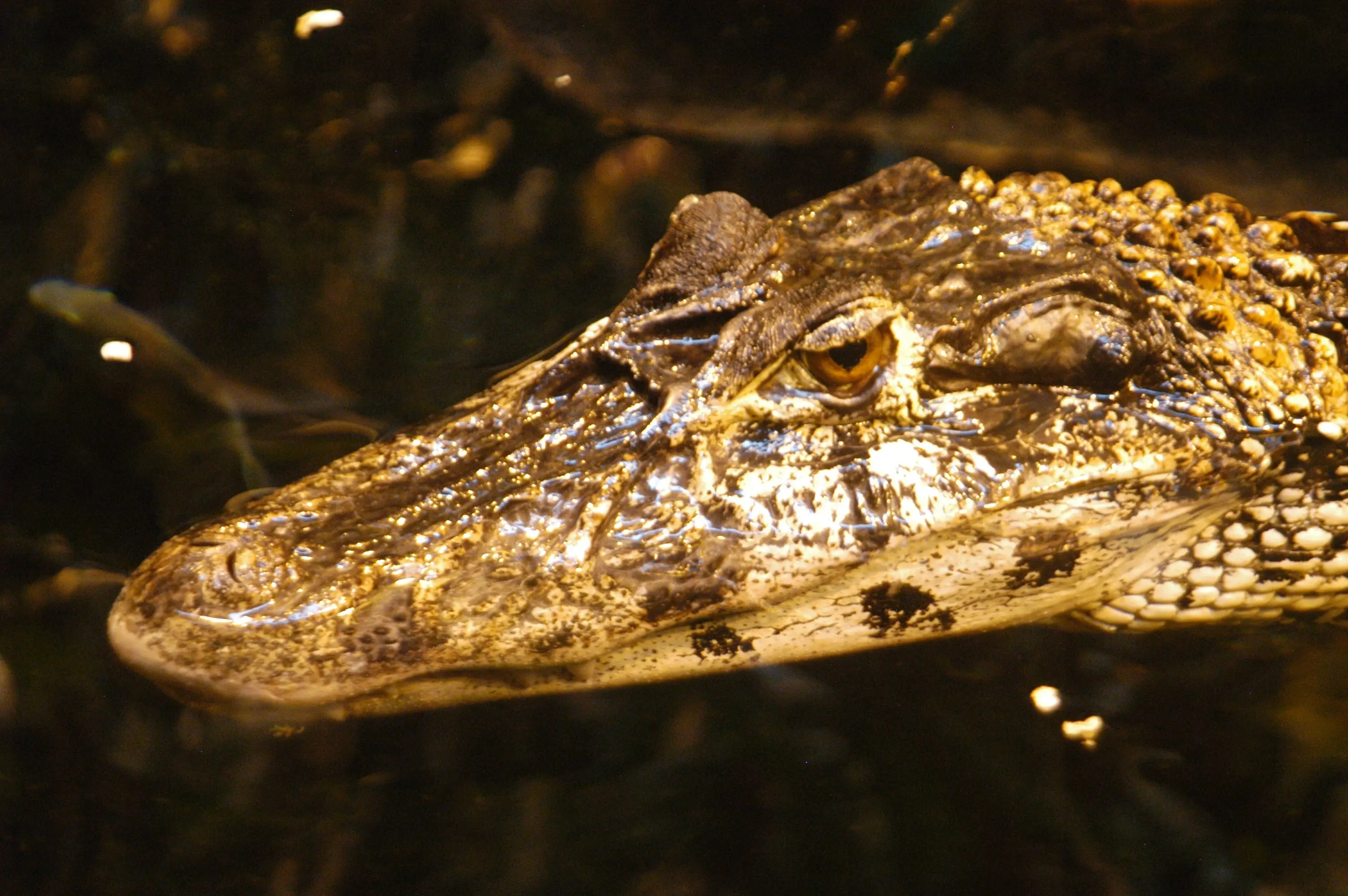 Aalborg Zoo has a lot of large predatory animals that all need good meat (Peter Bischoff / Stringer/Getty Images)