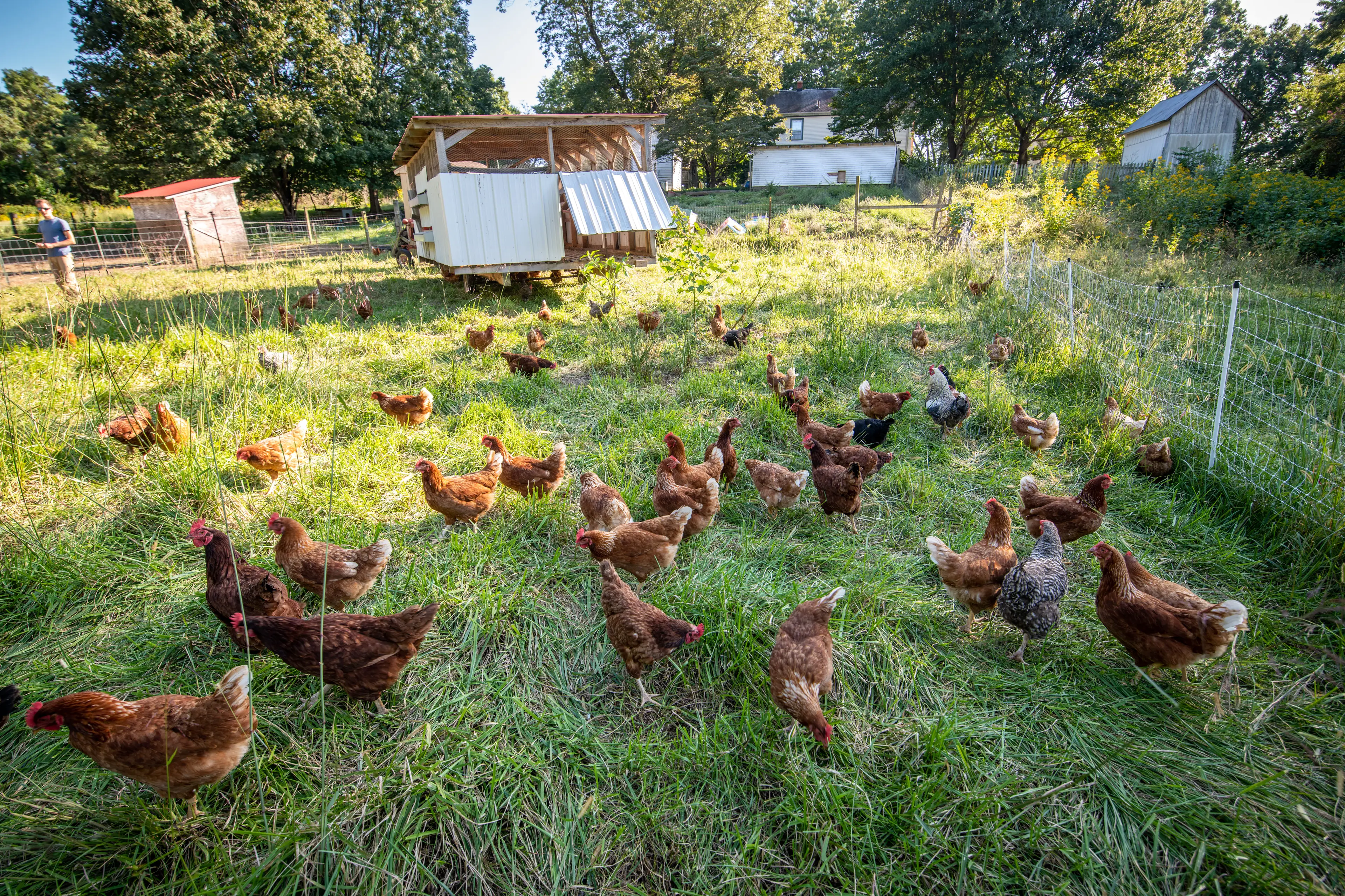 Those who are passionate about animal welfare should know what eggs to pick up at the supermarket (Edwin Remsberg / VWPics/Universal Images Group via Getty Images)