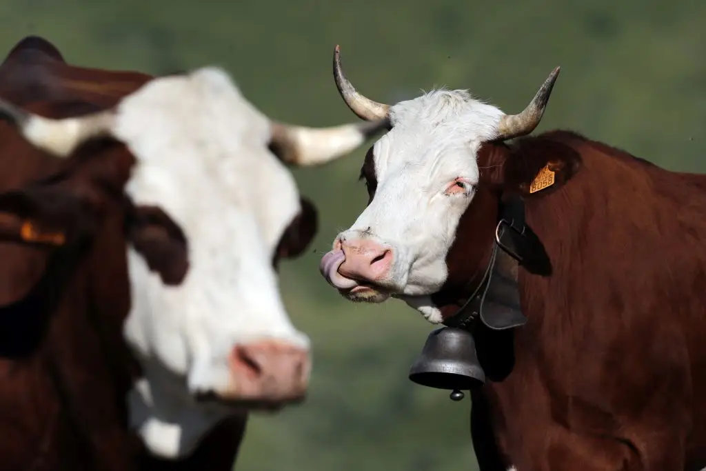 Abondance cows in the French Alps are just some that have been struggling (Godong/Universal Images Group via Getty Images)