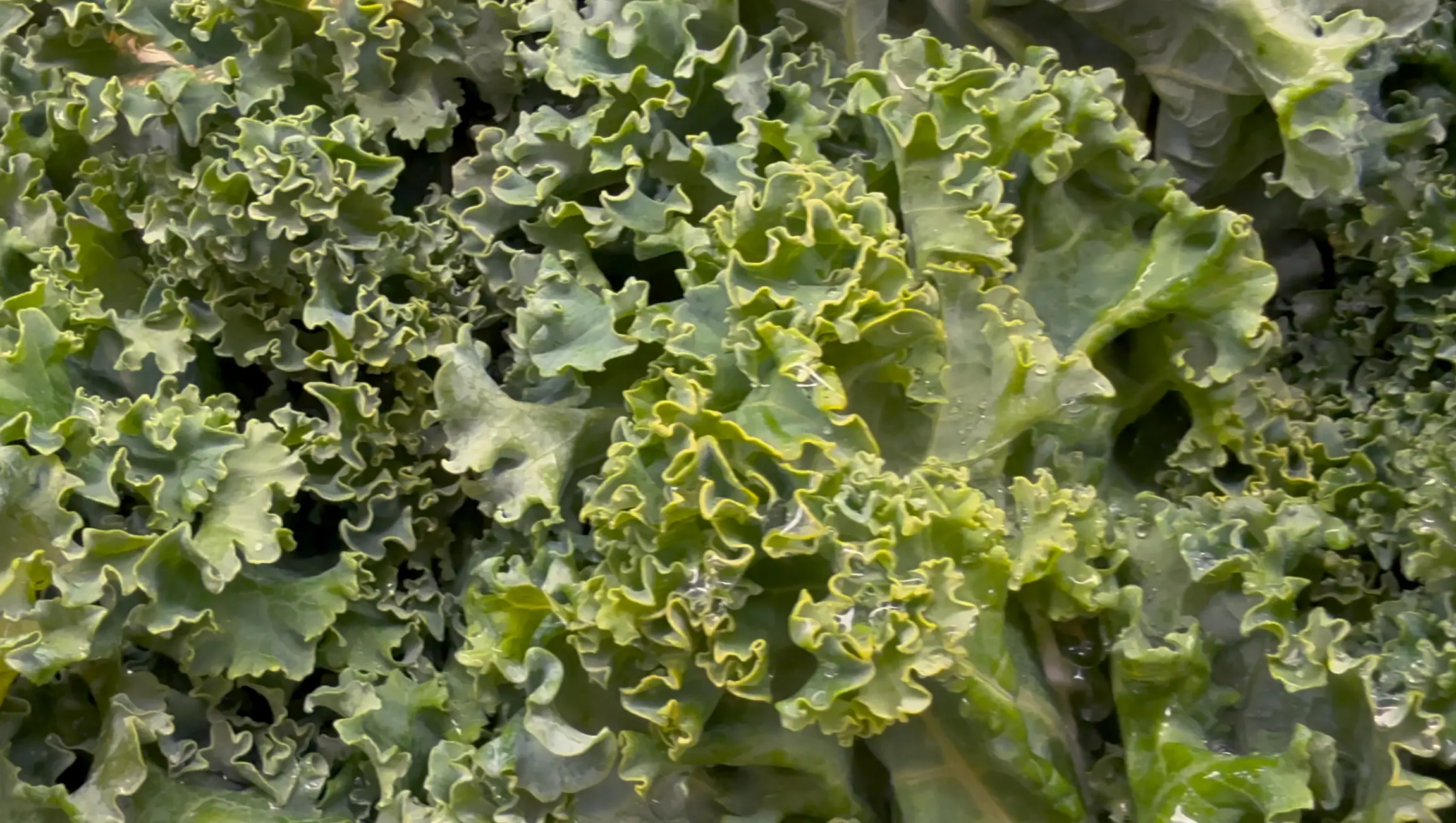 Chicago man Alonso Zaragoza was sent to the emergency room after he contracted the parasite Cyclospora. (Getty Images)