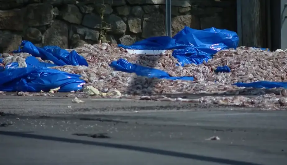 Over 20 tons of squid ended up in the road (NBC 10)