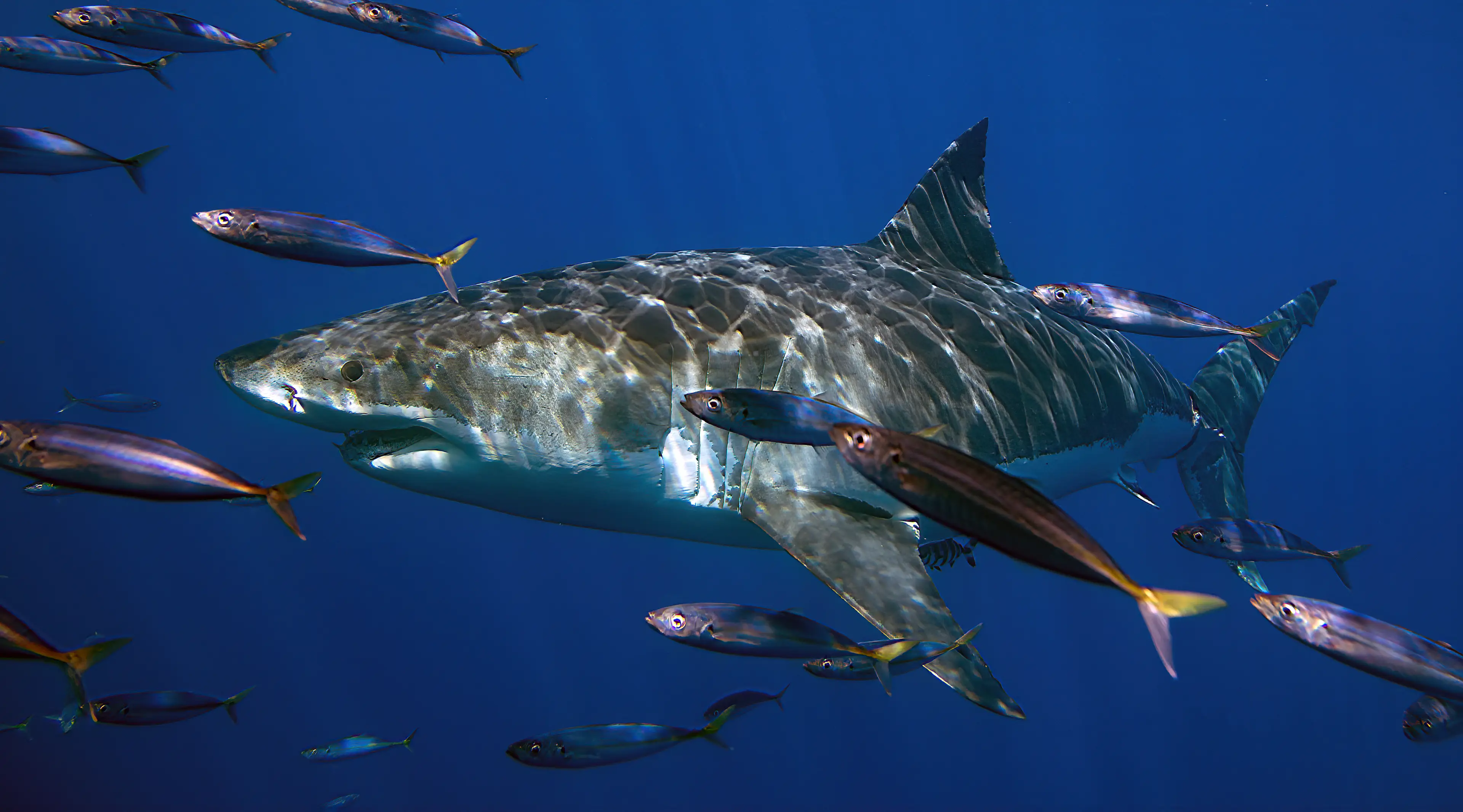 Browsing the buffet (Lou Metzger / 500px/Getty Images)