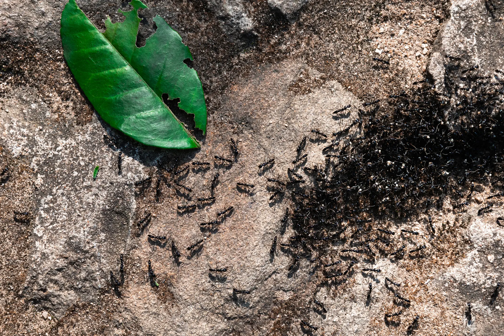 Ants over sorbet, anyone? (