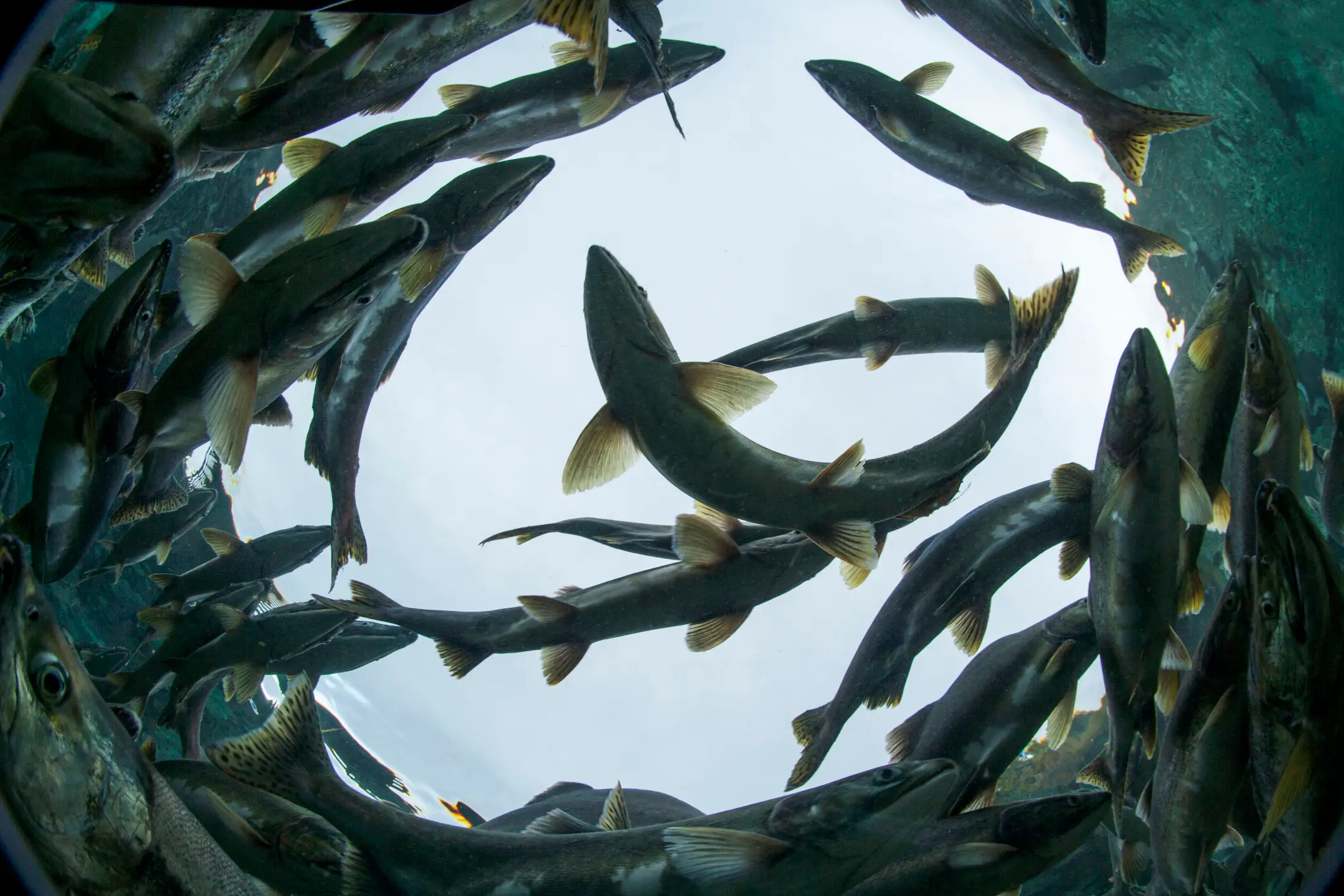 The meat was grown from cells harvested from live wild salmon (Paul Souders/Getty Images)