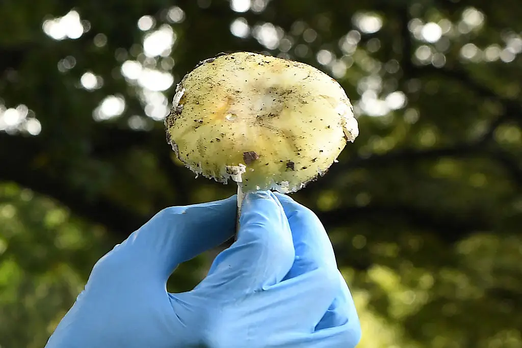 Death cap mushrooms are responsible for the majority of fatal mushroom poisonings worldwide (Williams West/Getty Images)