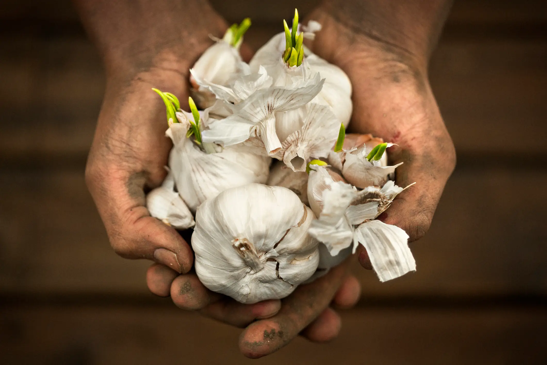 Safe to eat, but best deployed in the right dishes (Johner Images/Getty Images)