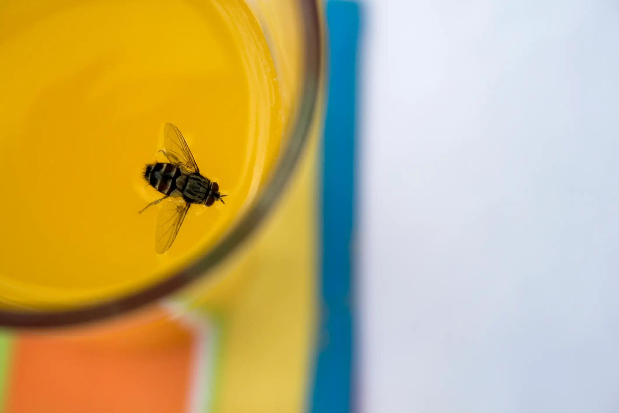Not the brightest bee in the hive (WIN-Initiative/Neleman/Getty Images)